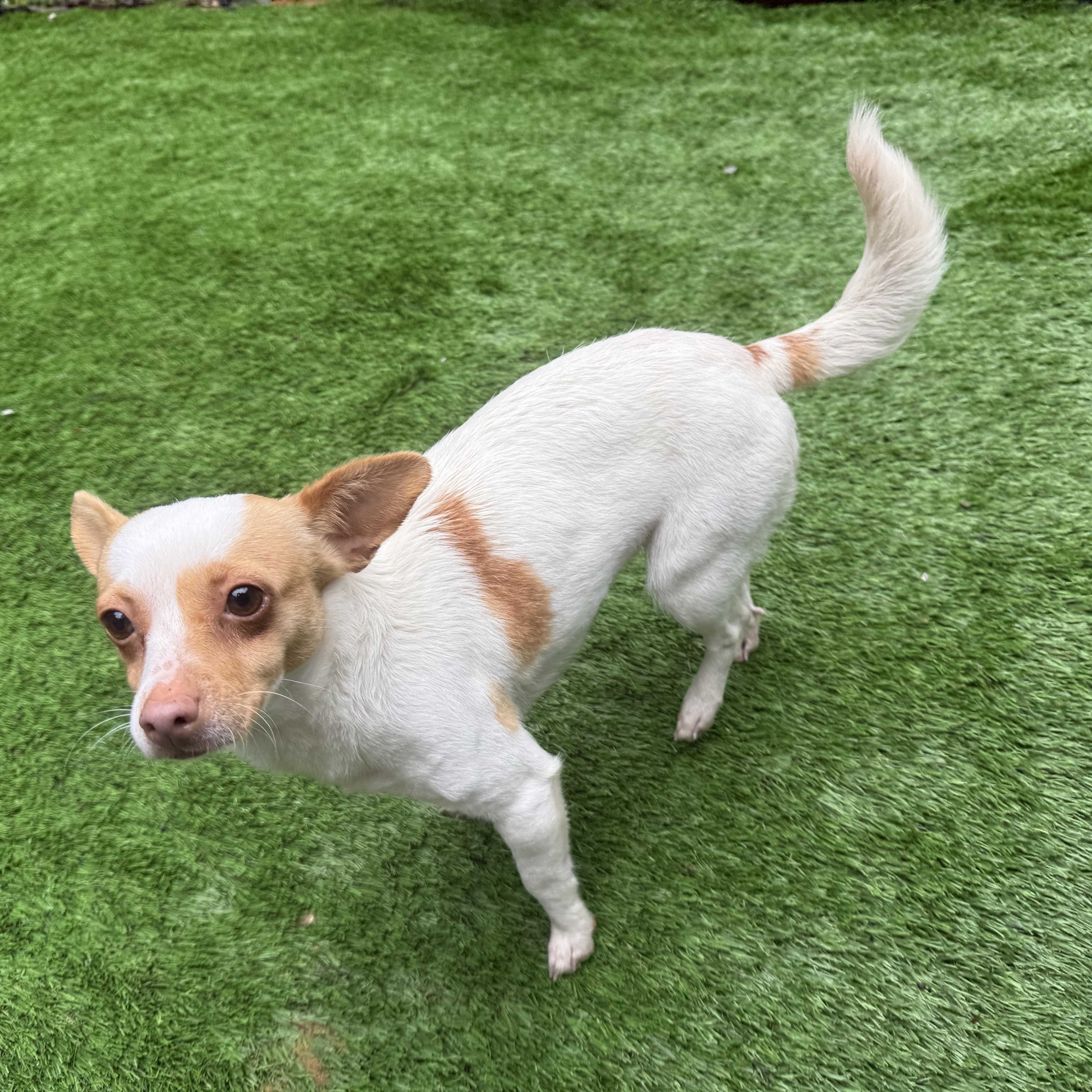 Enlarge Jojo, an adopted mixed breed in Otis, OR image 2/5