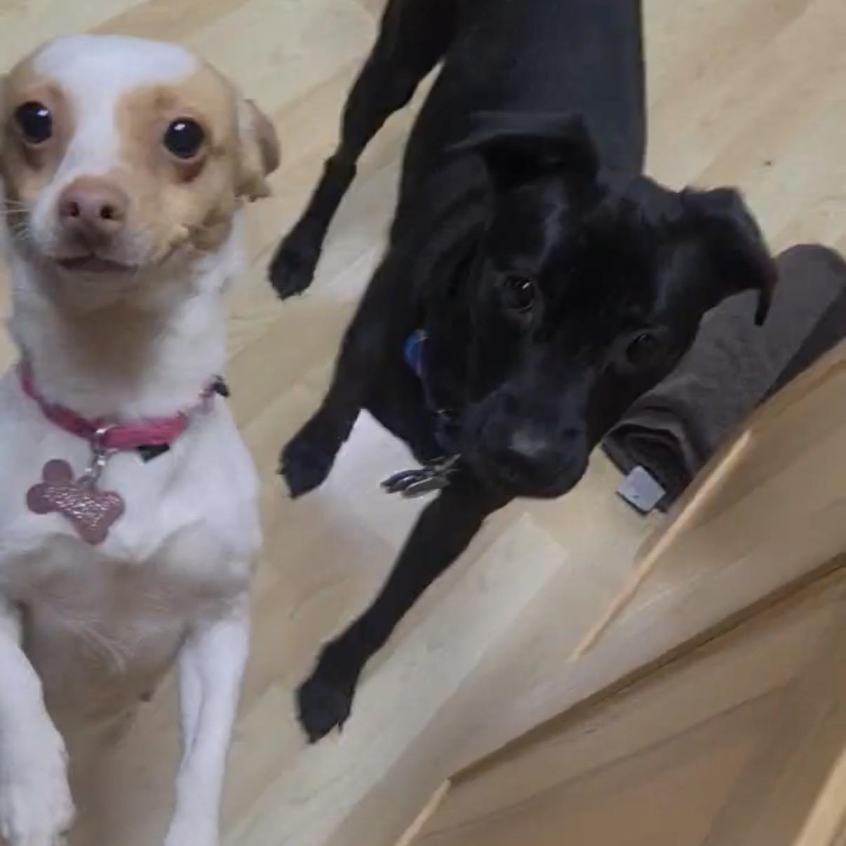 Enlarge Jojo, an adopted mixed breed in Otis, OR image 3/5