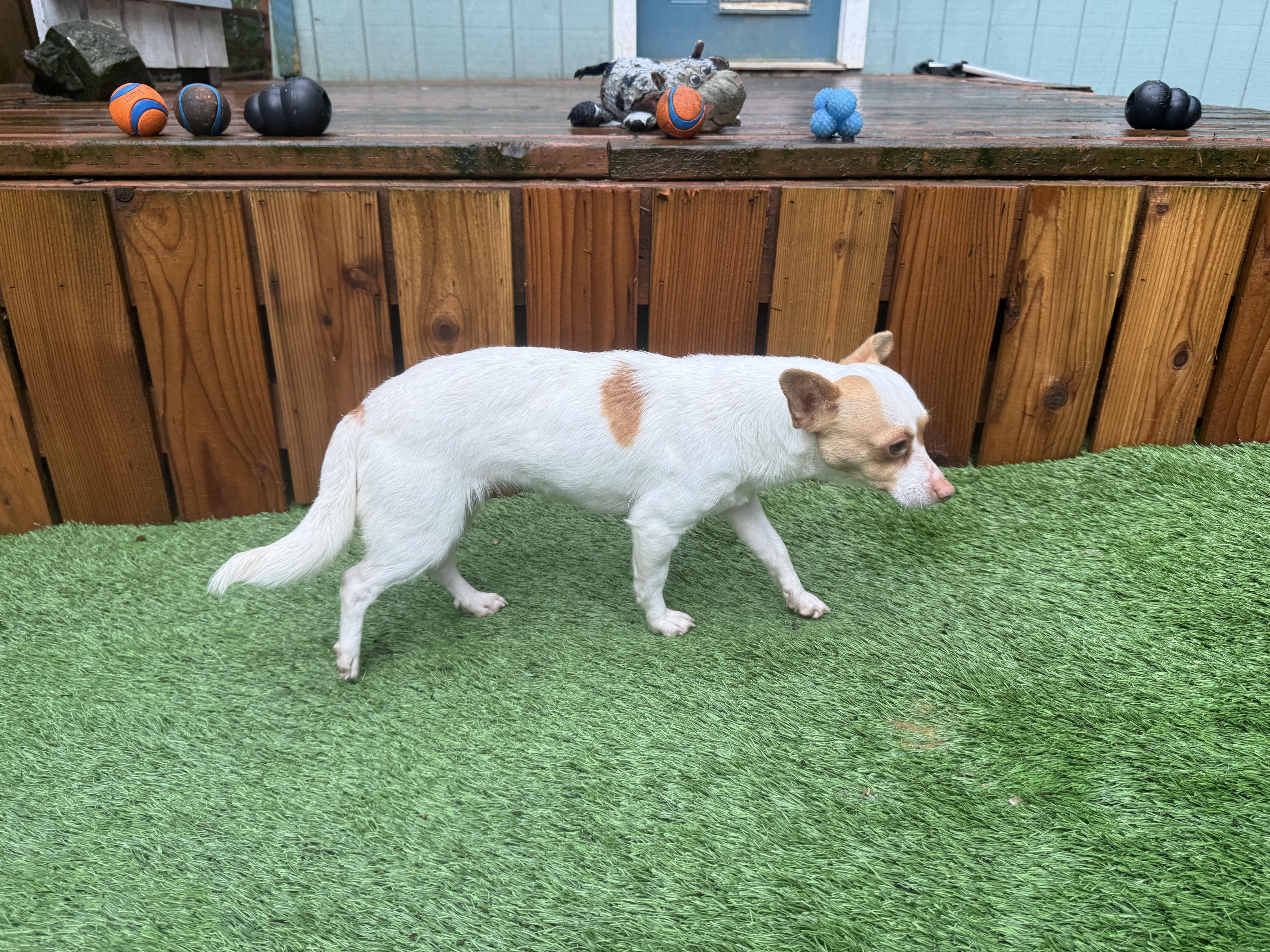 Enlarge Jojo, an adopted mixed breed in Otis, OR image 4/5