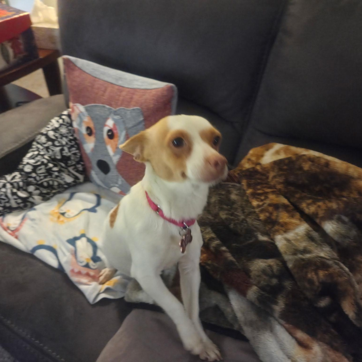 Enlarge Jojo, an adopted mixed breed in Otis, OR image 5/5