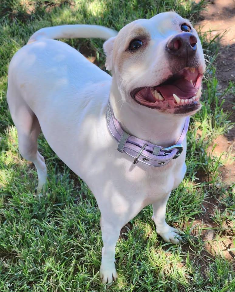 Mercedes, adopted, Adult Female Pit Bull Terrier.