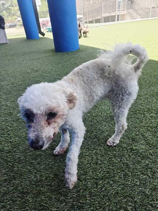 Enlarge Willow, a Adoptable mixed breed in New Orleans, LA image 2/4