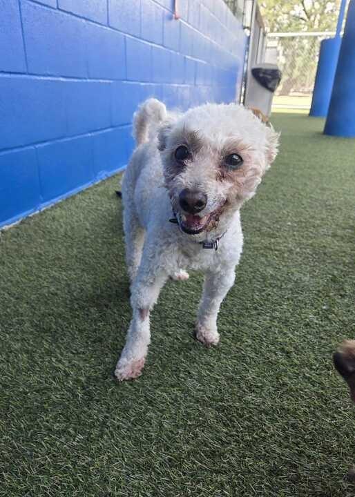 Enlarge Willow, a Adoptable mixed breed in New Orleans, LA image 3/4
