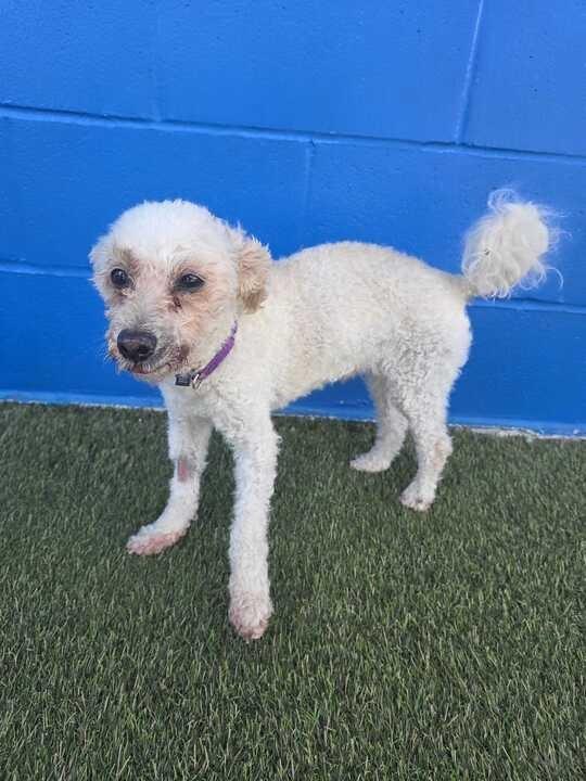 Enlarge Willow, a Adoptable mixed breed in New Orleans, LA image 4/4