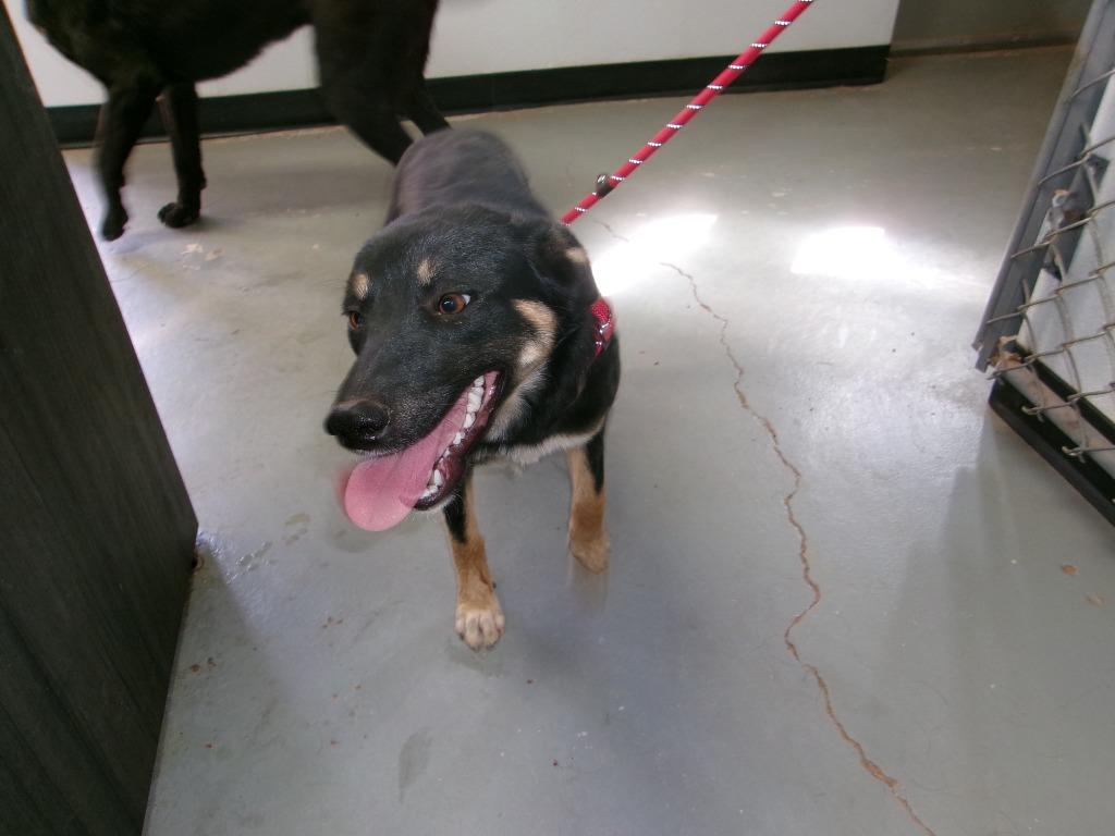 Lil' Mo, Adoptable, Young Female Labrador Retriever.