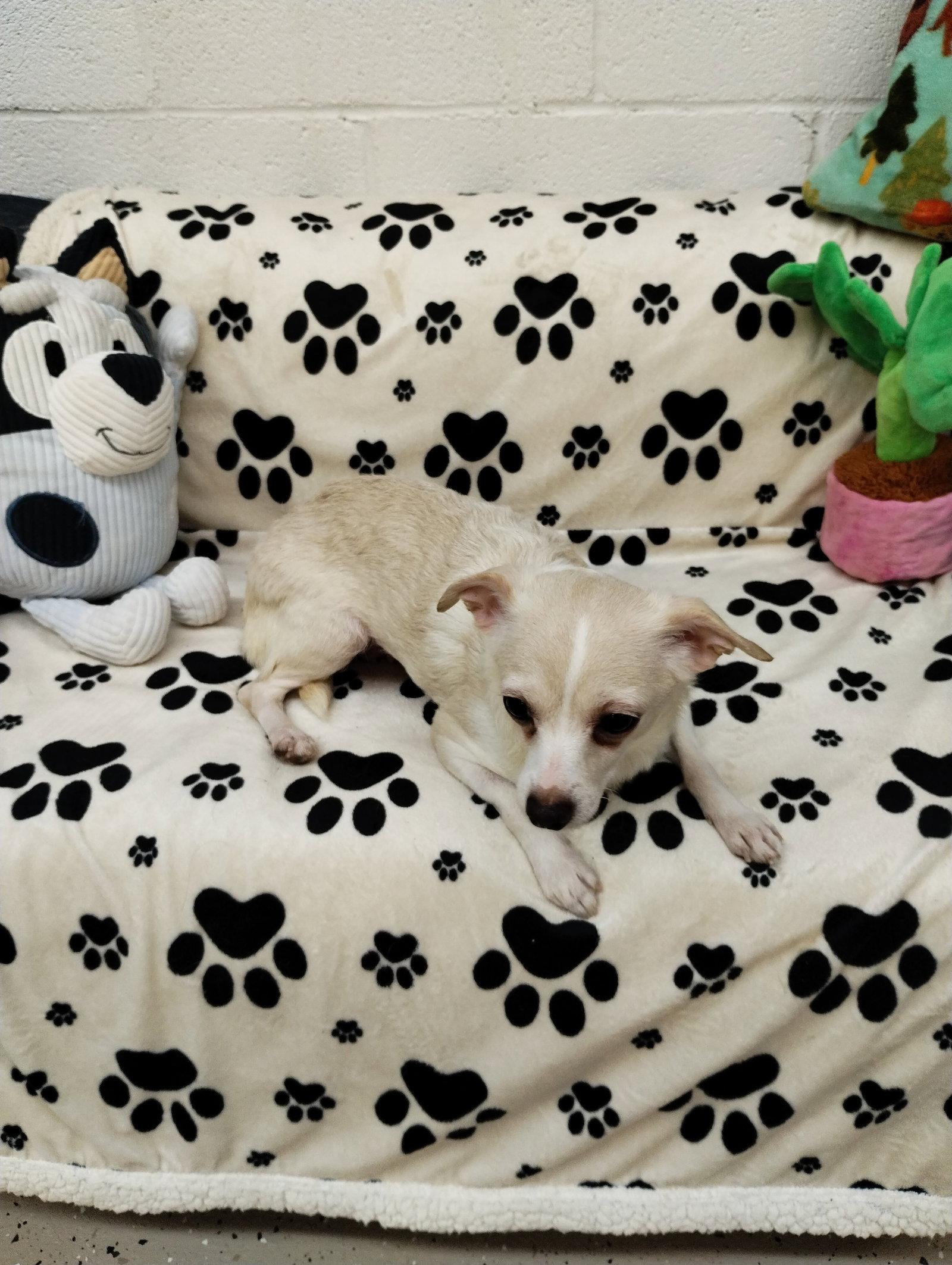 Enlarge Pinky, a Adoptable Chihuahua in York, SC image 2/3