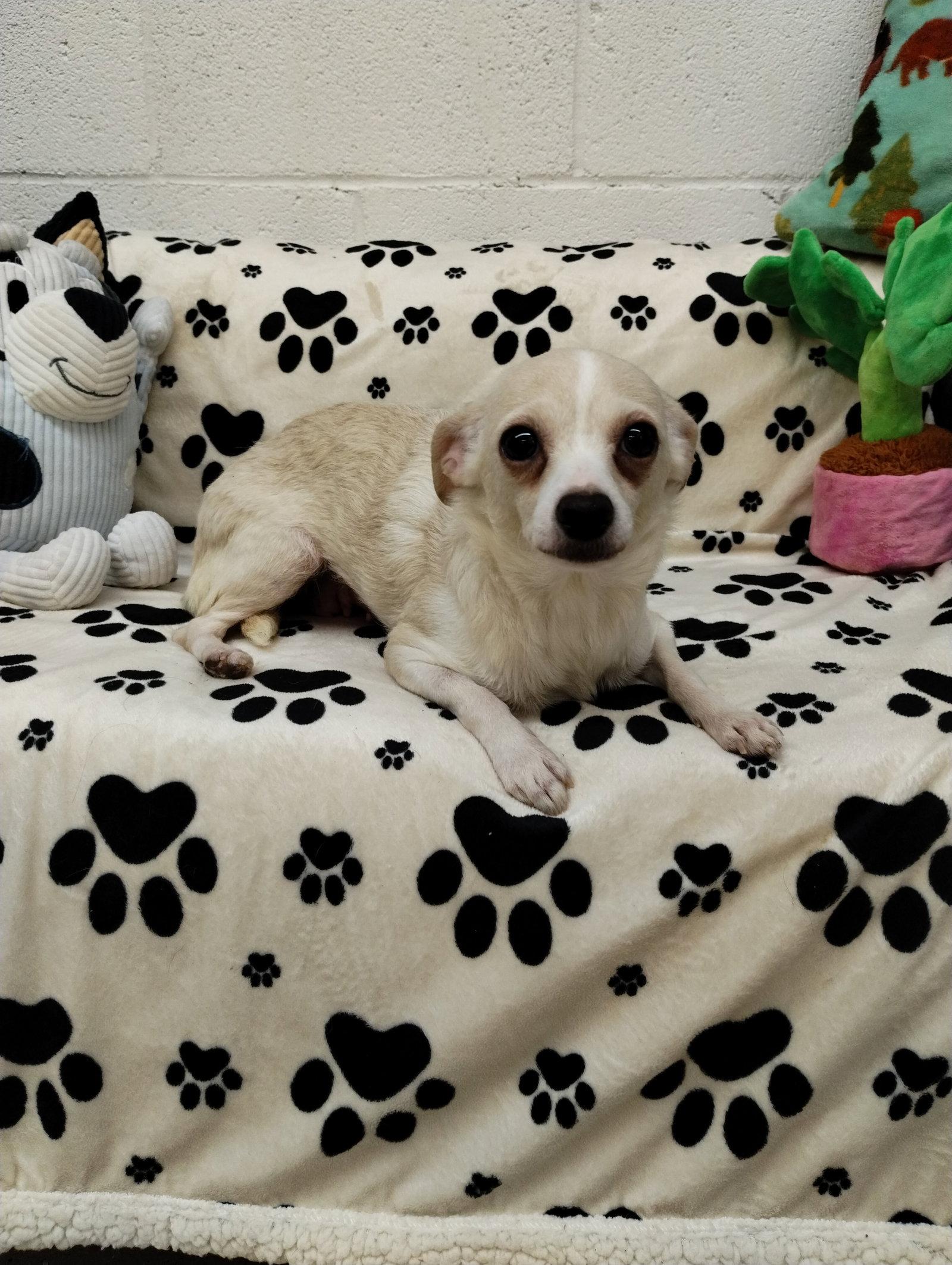 Enlarge Pinky, a Adoptable Chihuahua in York, SC image 3/3