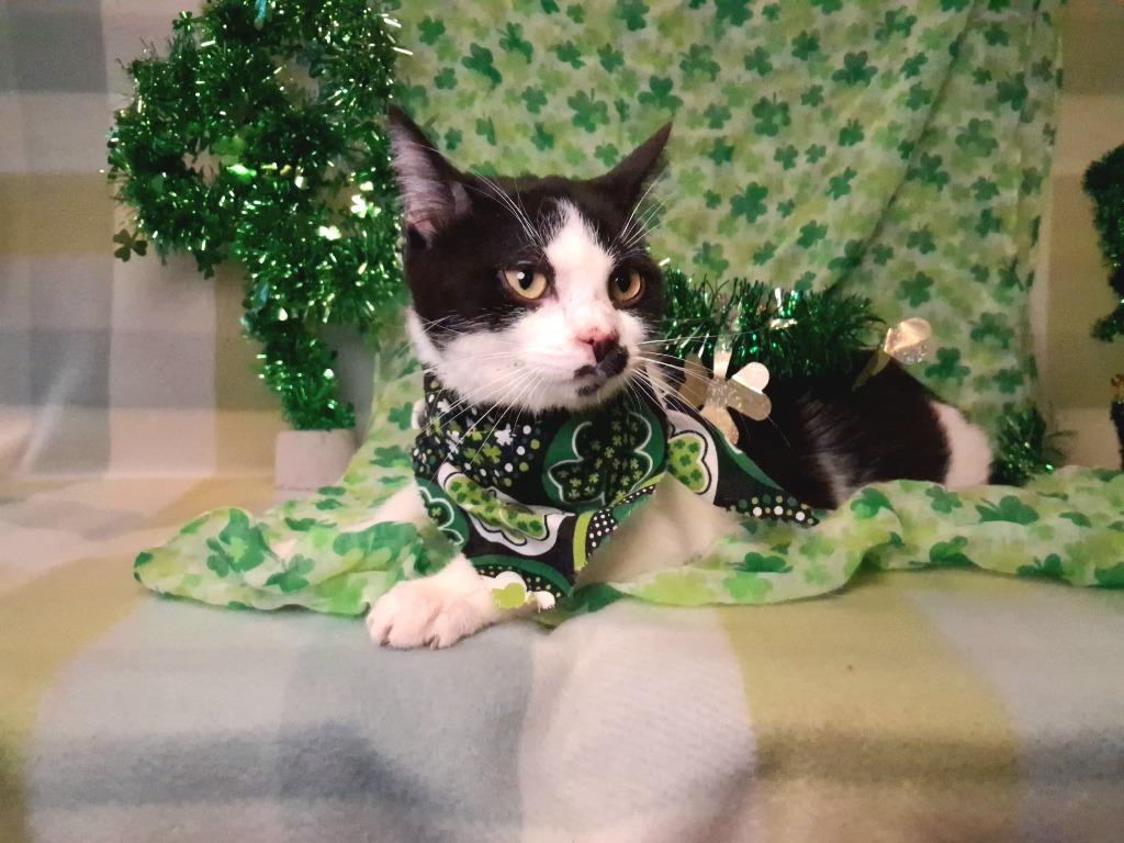 BAM, Adoptable, Young Male Domestic Short Hair.