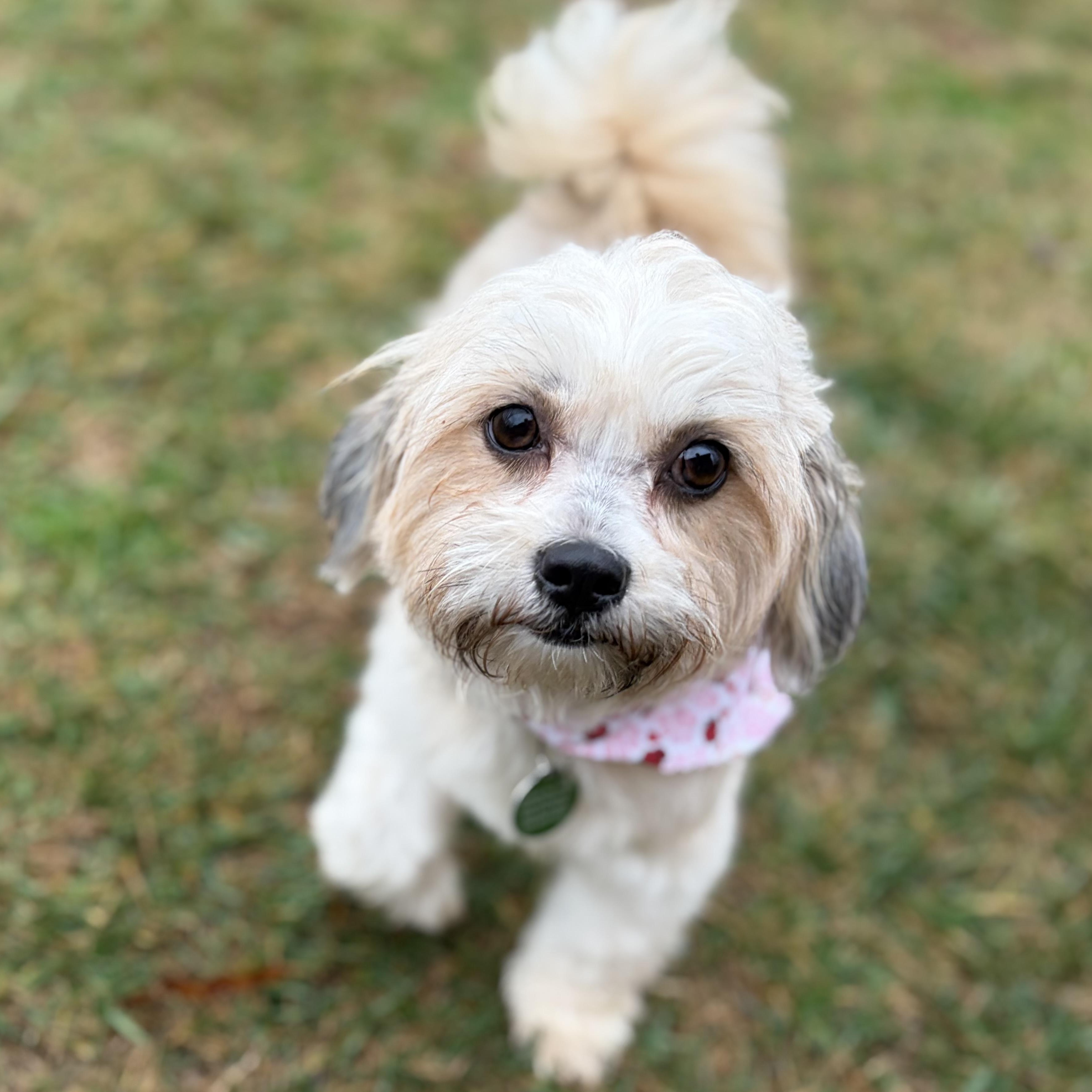 Minnie, adopted, Adult Female Shih Tzu.