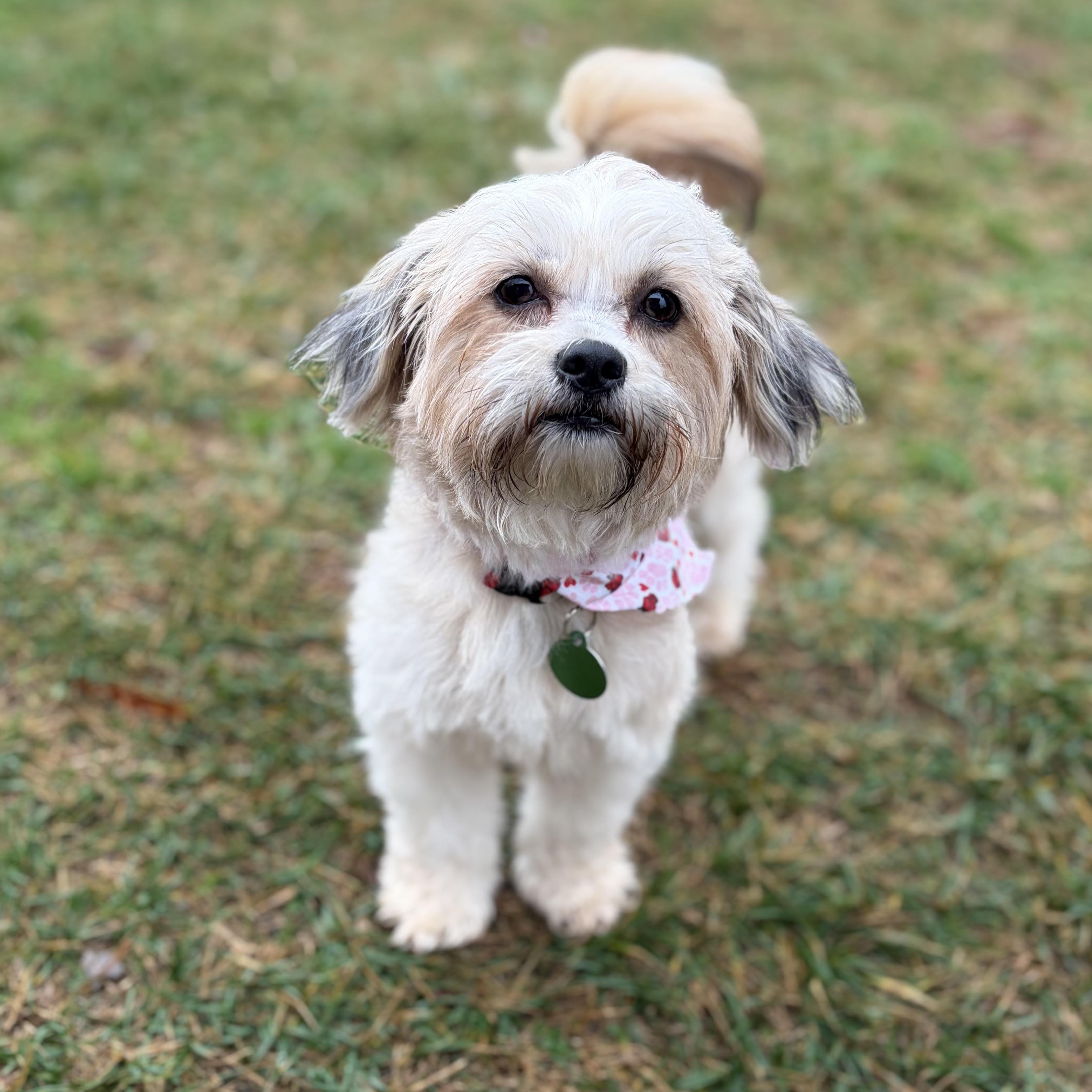 Enlarge Minnie, an adopted mixed breed in Greensboro, NC image 3/6