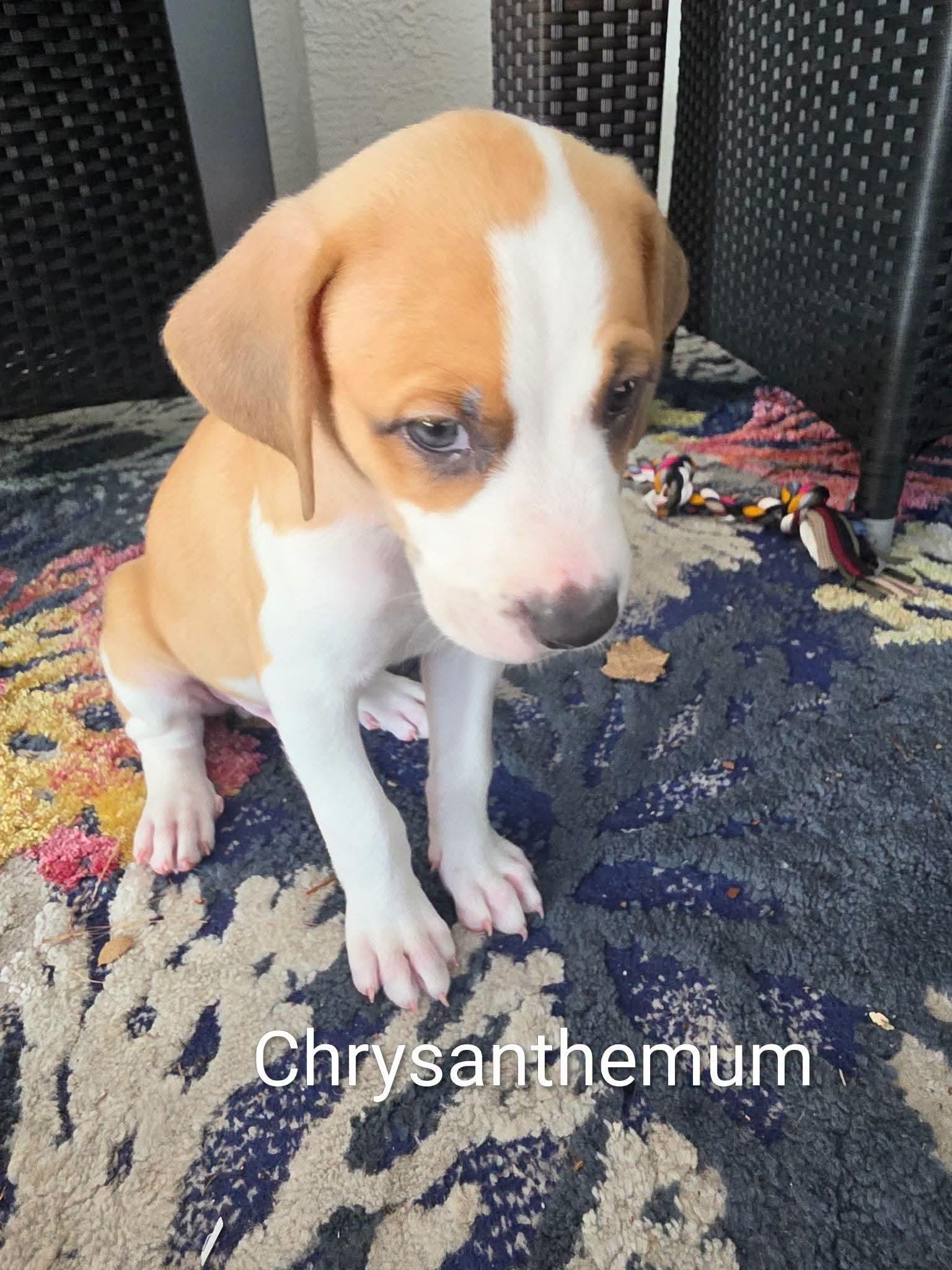 Puppies, ADOPTABLE, Puppy Female Catahoula Leopard Dog.