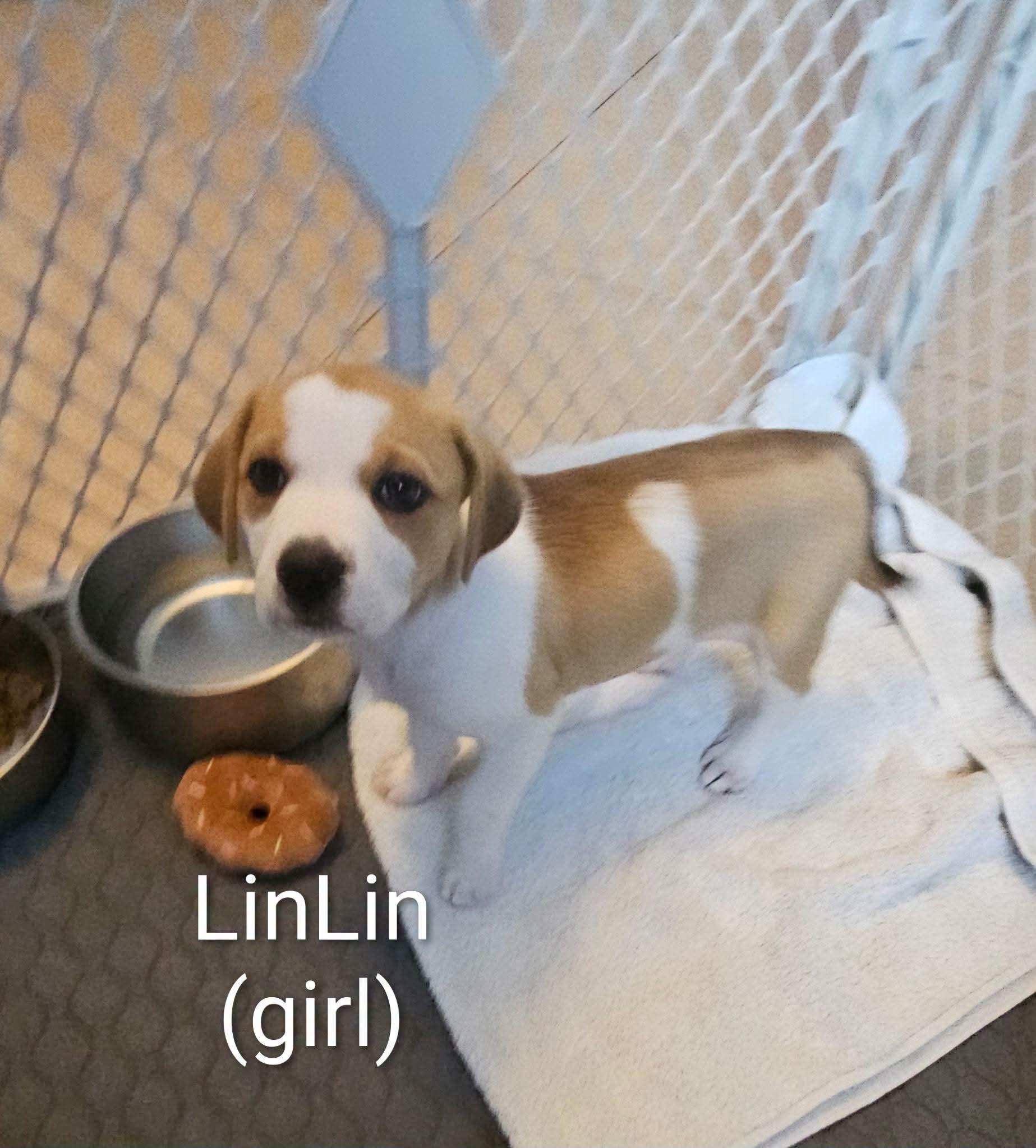 Puppies, a ADOPTABLE mixed breed in Cape Coral, FL image 2/3
