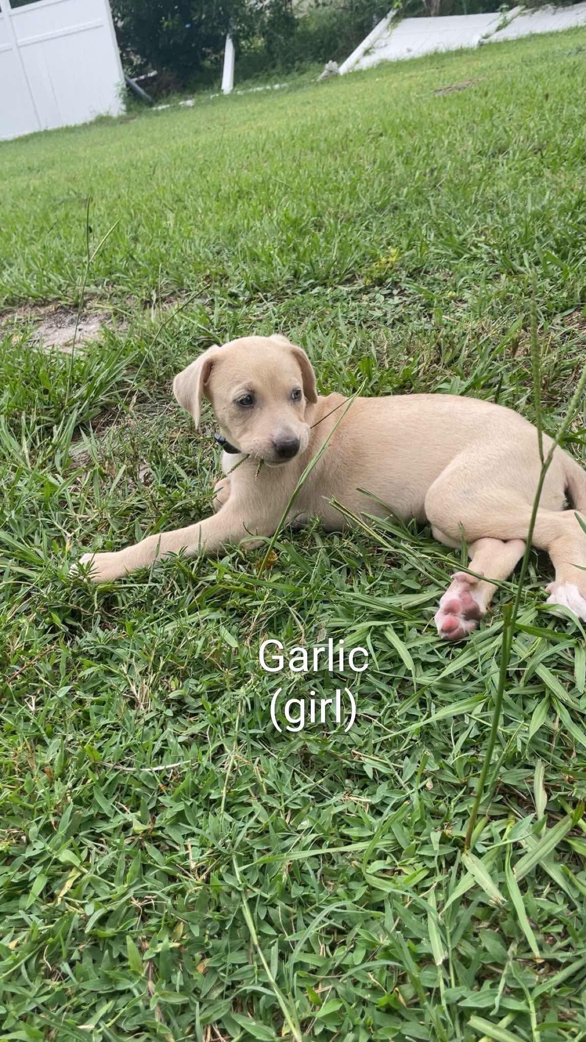 Puppies, a ADOPTABLE mixed breed in Cape Coral, FL image 3/3