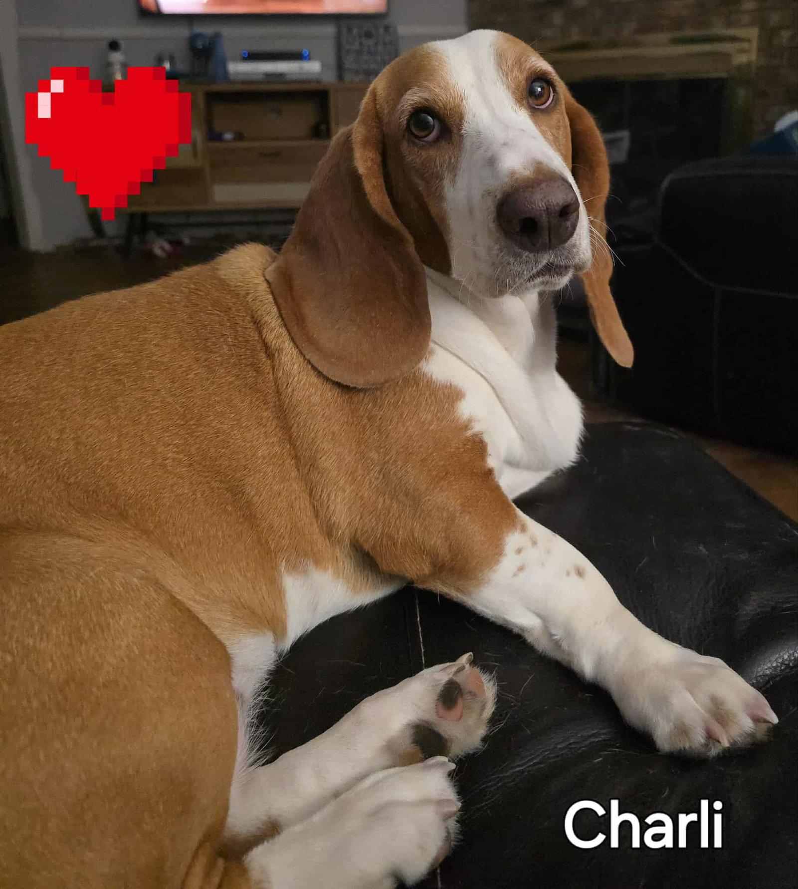 Charli Bea, Adopted, Adult Female Basset Hound.