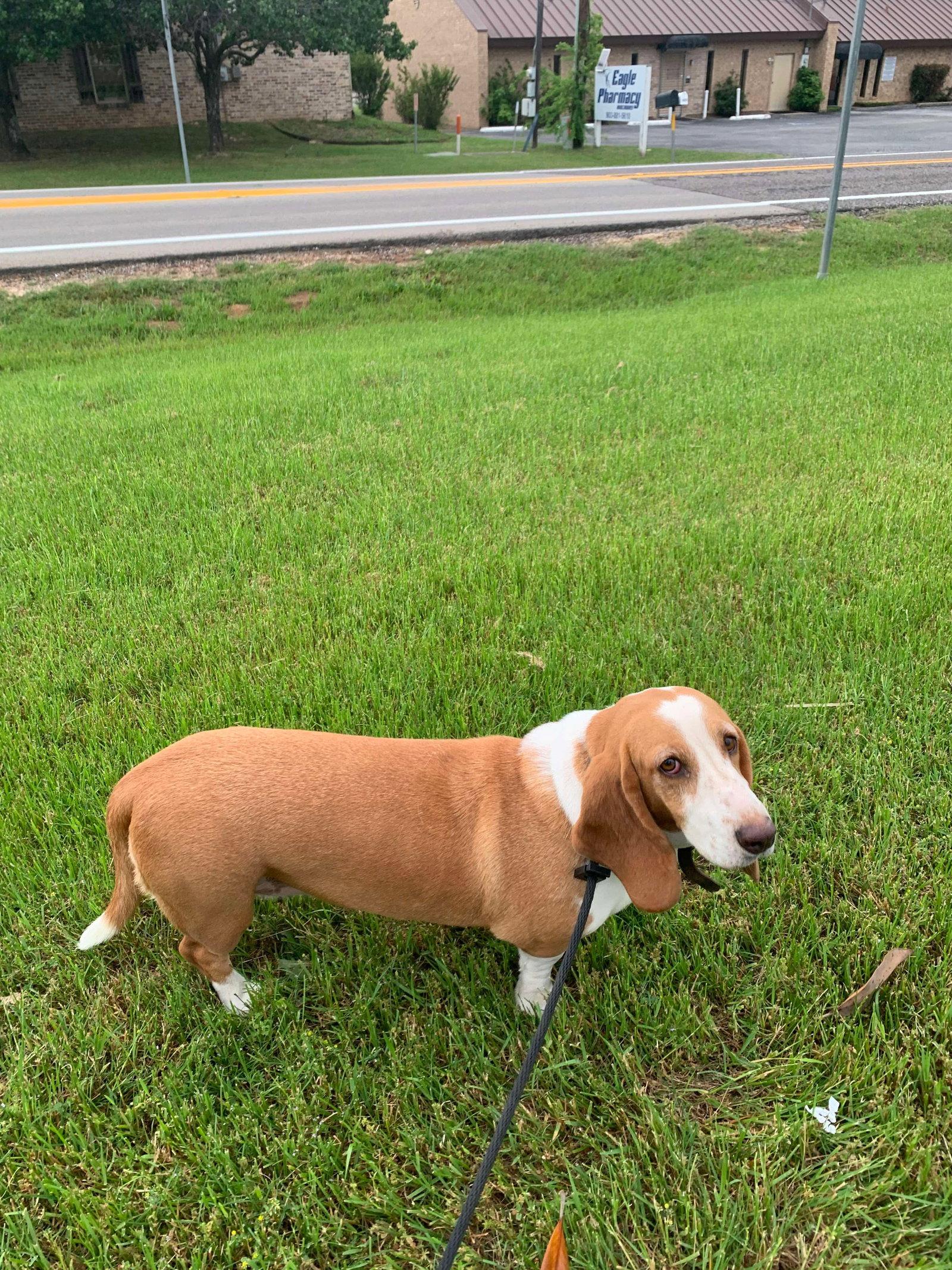 Enlarge Charli Bea, a Adopted Basset Hound in Carrollton, TX image 2/2