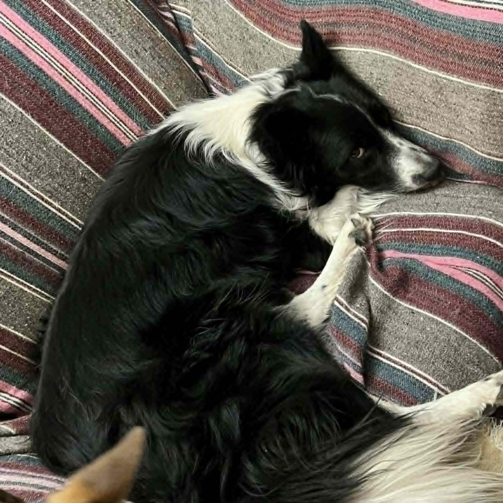 OREO, a ADOPTABLE Border Collie in Marana, AZ image 2/3