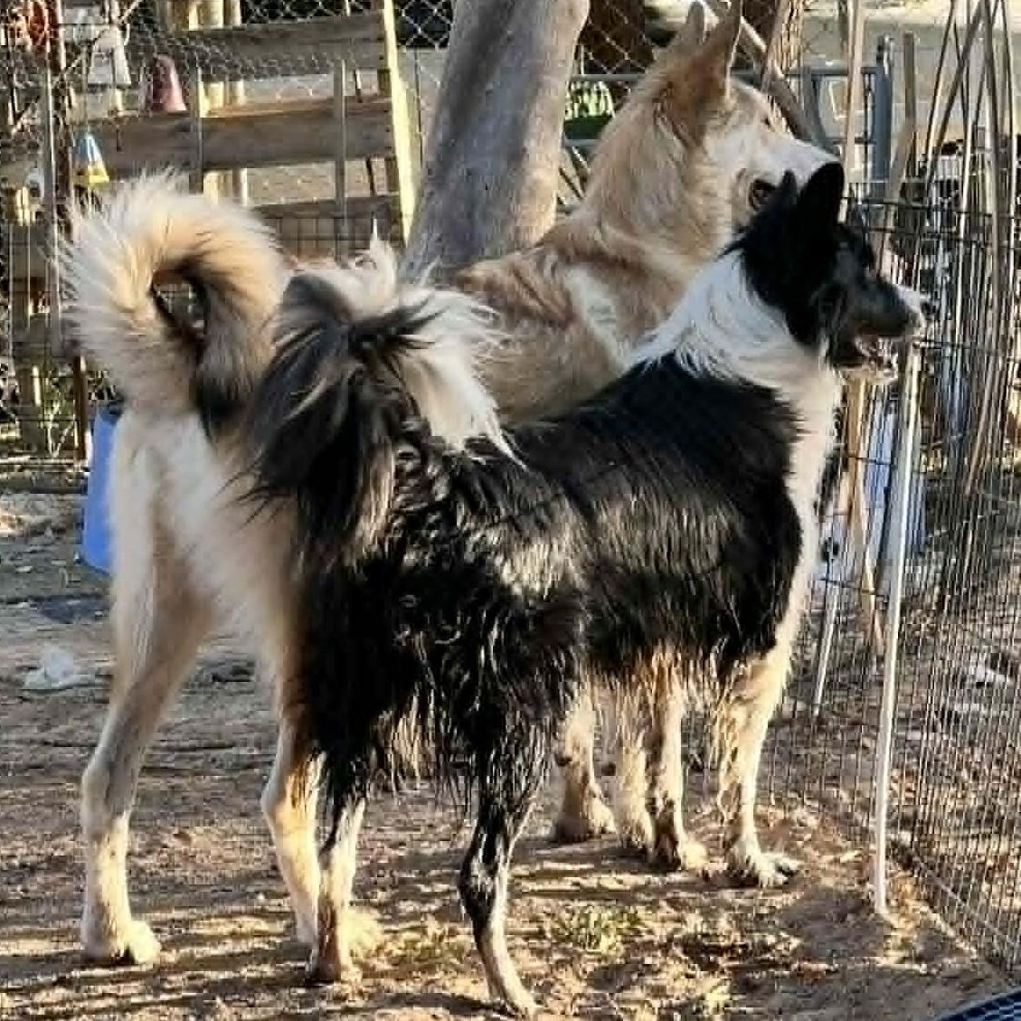 OREO, a ADOPTABLE Border Collie in Marana, AZ image 3/3