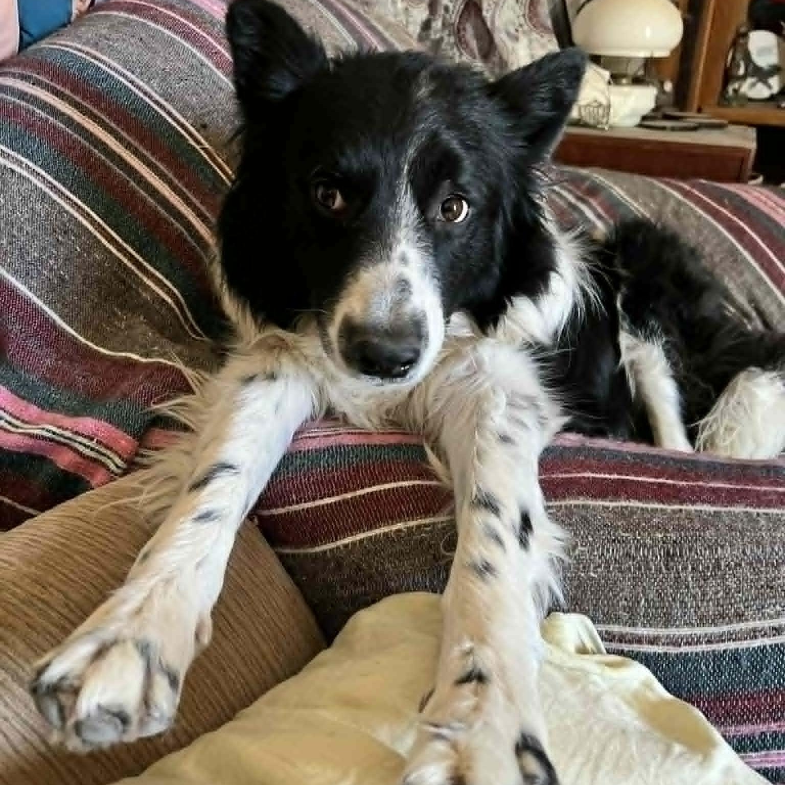 OREO, ADOPTABLE, Adult Male Border Collie.