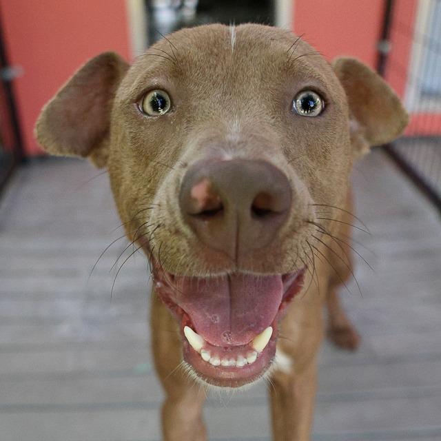 Tony MoHawk, a Adoptable mixed breed in Bradenton, FL image 1/6