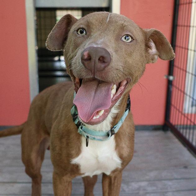 Tony MoHawk, a Adoptable mixed breed in Bradenton, FL image 2/6