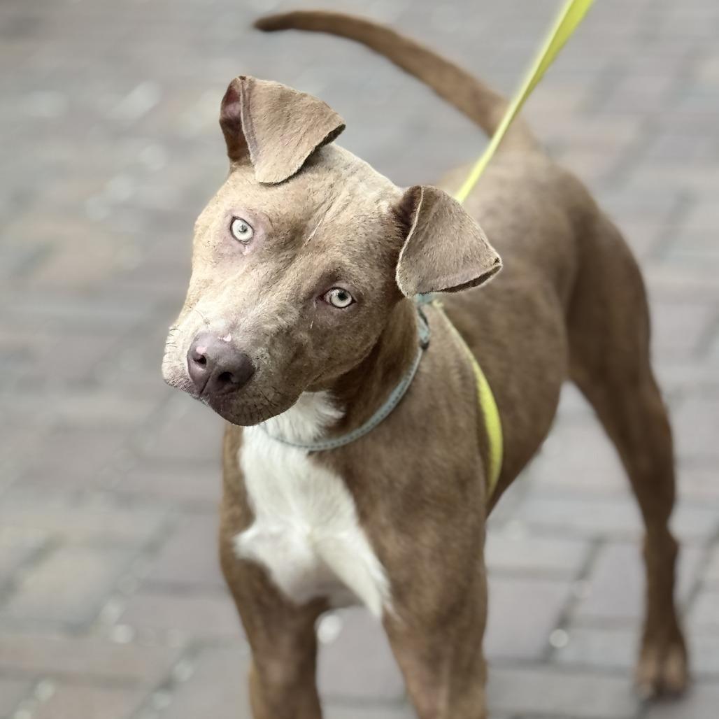 Tony MoHawk, a Adoptable mixed breed in Bradenton, FL image 3/6