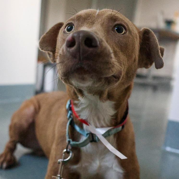 Tony MoHawk, a Adoptable mixed breed in Bradenton, FL image 4/6