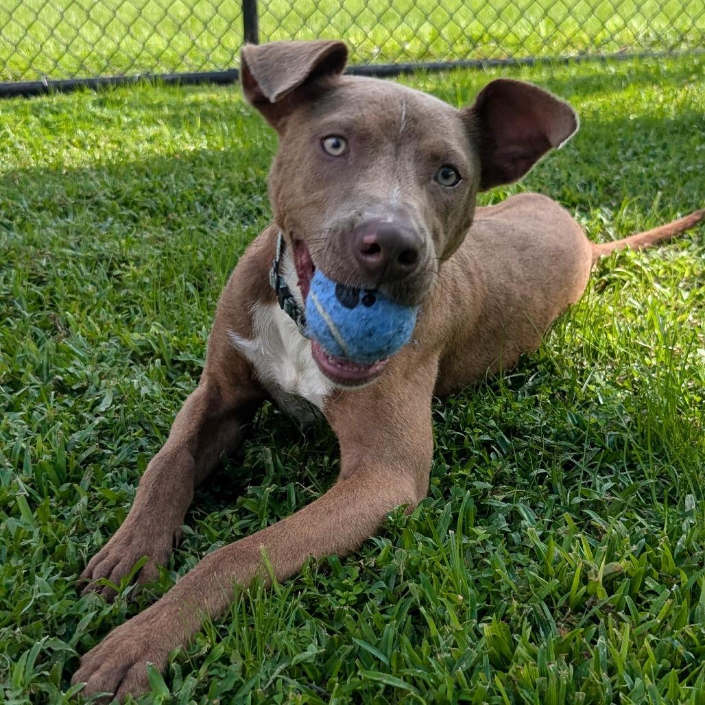 Tony MoHawk, a Adoptable mixed breed in Bradenton, FL image 5/6