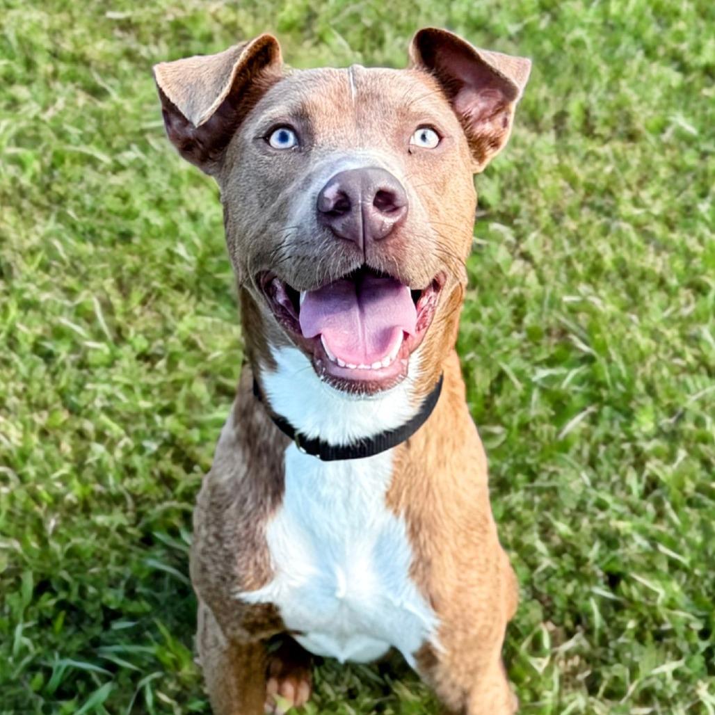 Tony MoHawk, a Adoptable mixed breed in Bradenton, FL image 6/6