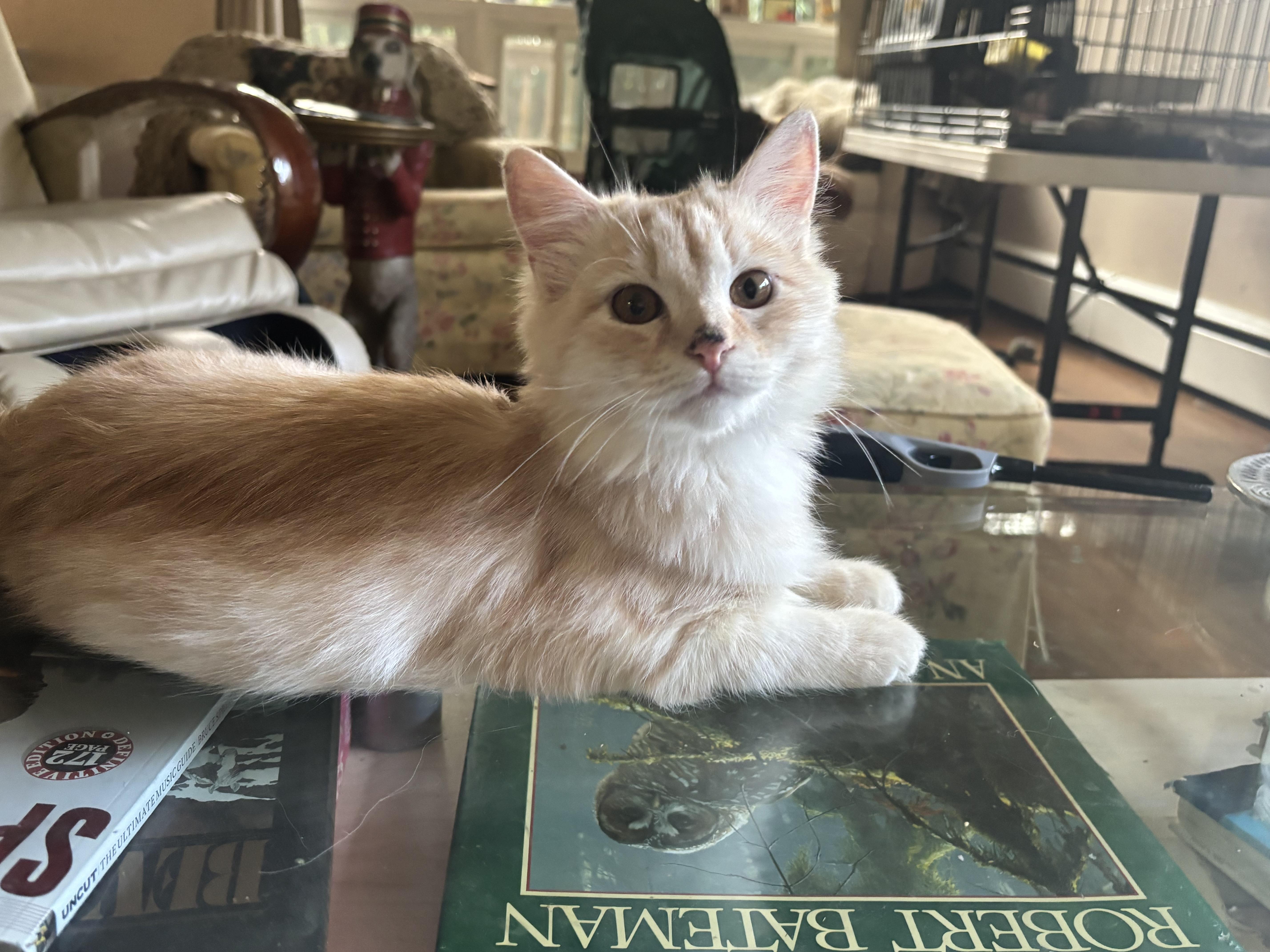 Riggo (part Persian, kitten), Adoptable, Kitten Male Persian.