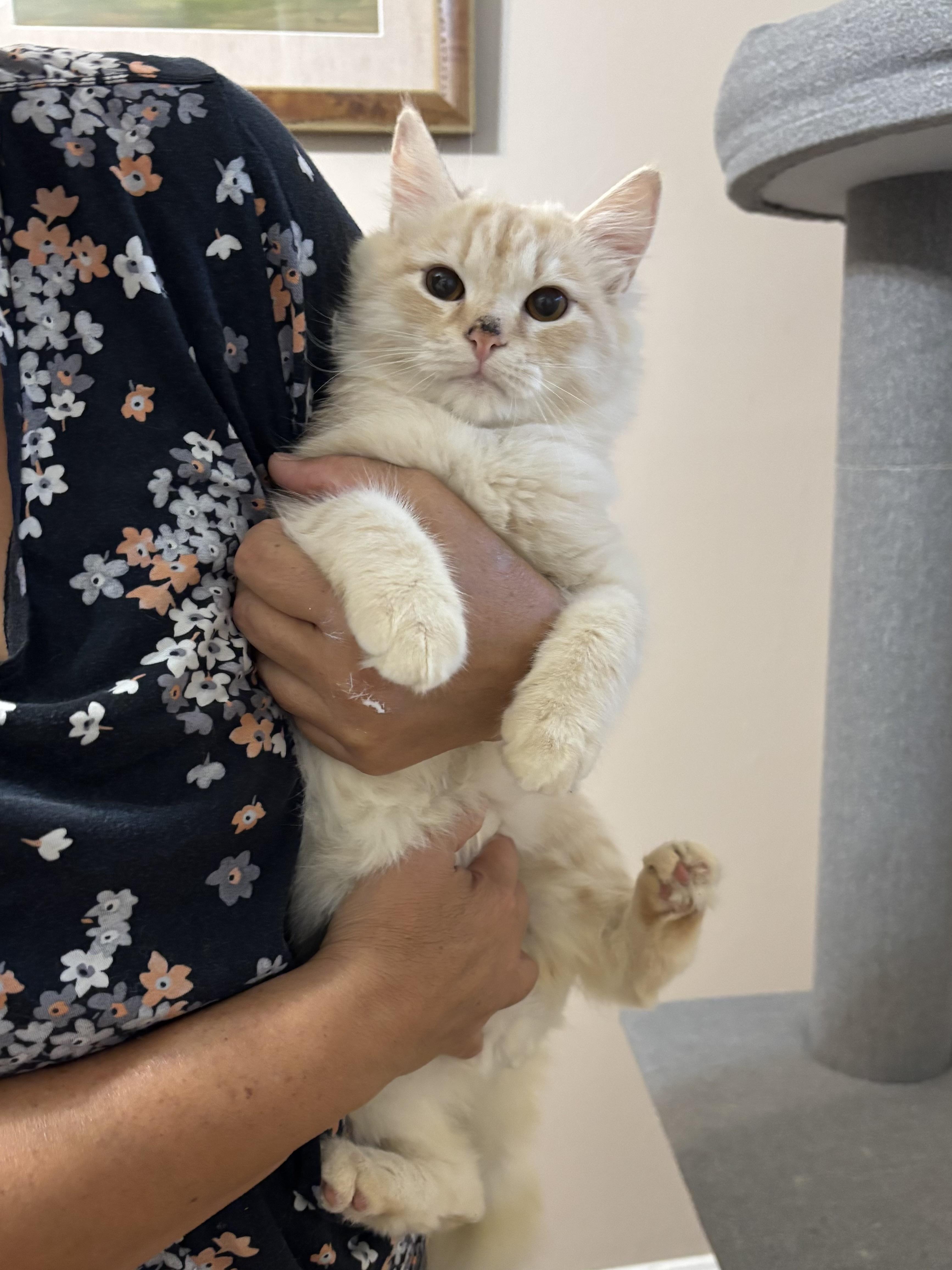 Enlarge Riggo (part Persian, kitten), a Adoptable Persian in Fairfax, VA image 3/4