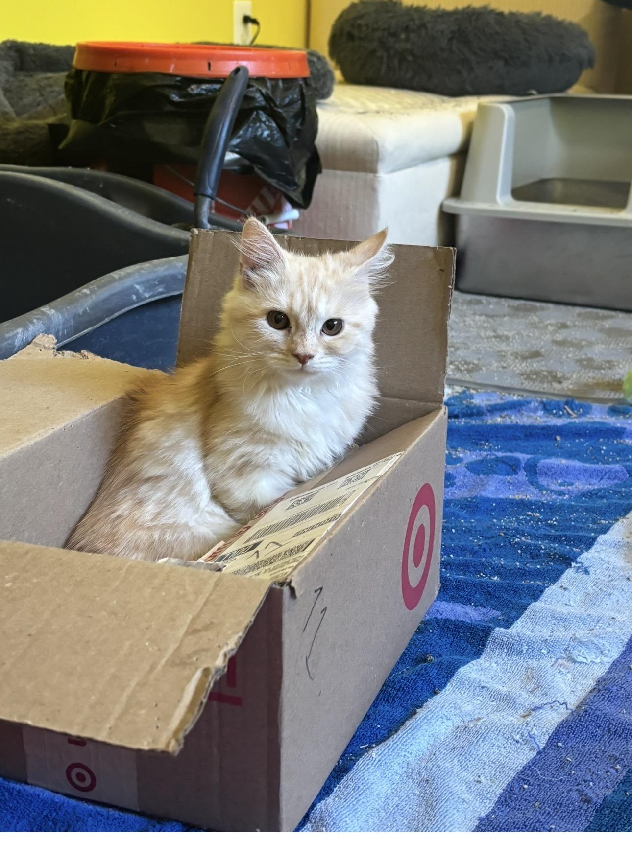Enlarge Riggo (part Persian, kitten), a Adoptable Persian in Fairfax, VA image 2/4
