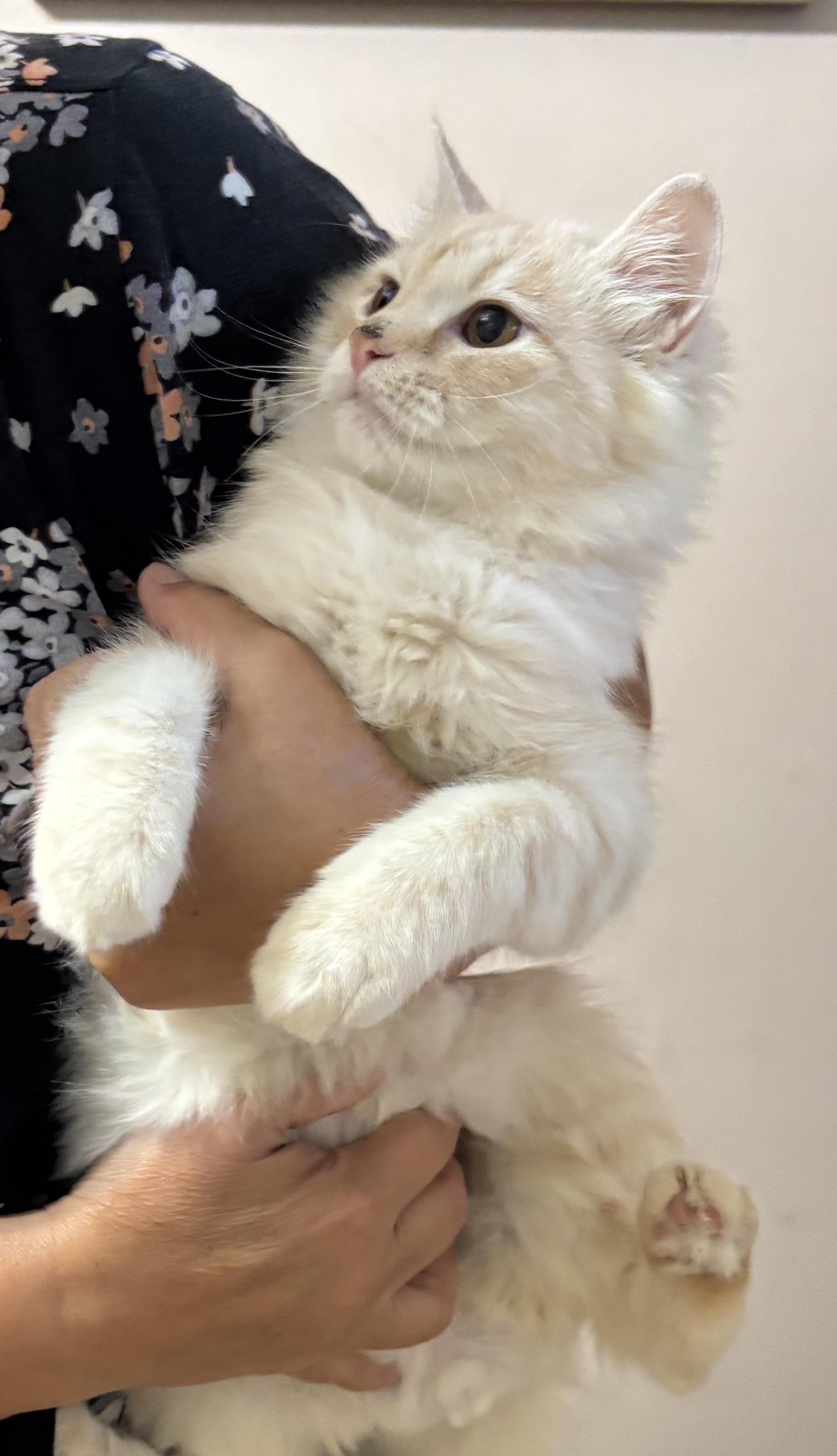 Enlarge Riggo (part Persian, kitten), a Adoptable Persian in Fairfax, VA image 4/4