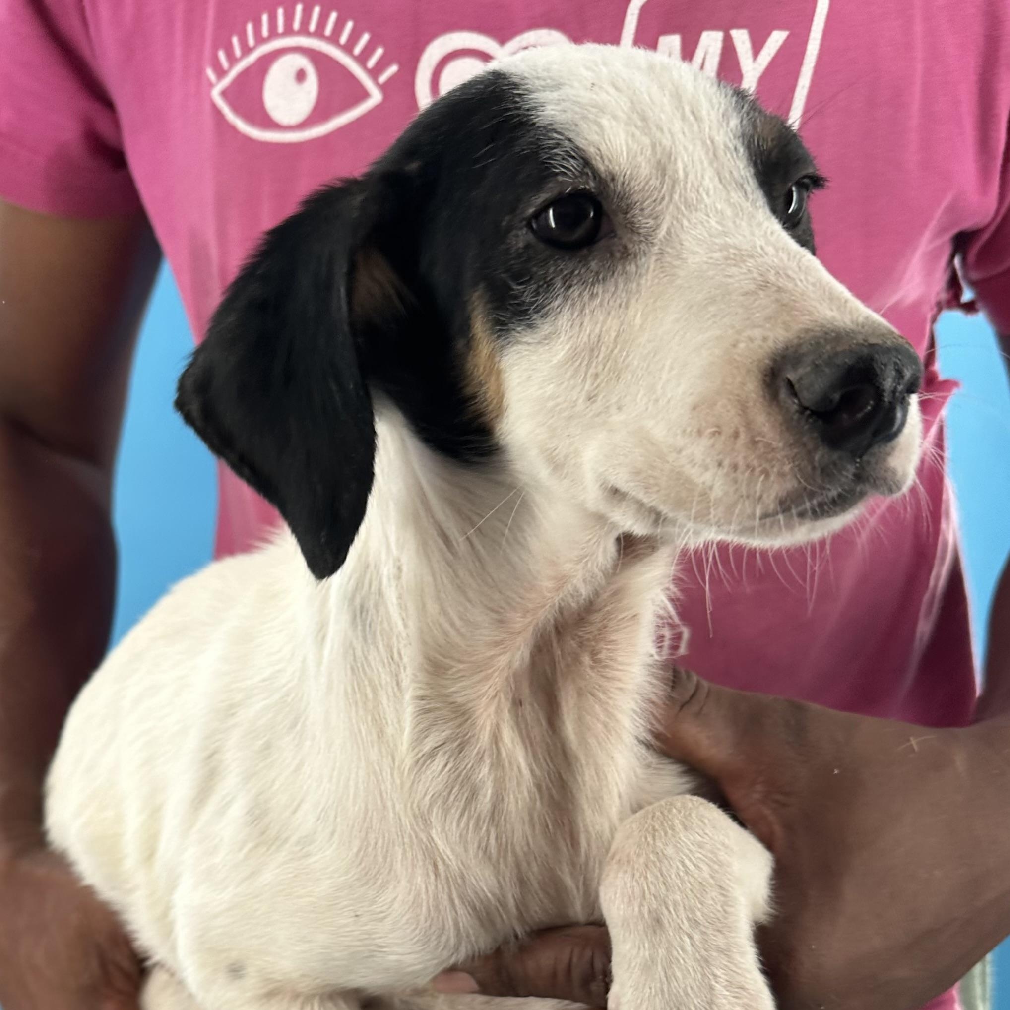 Enlarge Otto - Local October 9-11, a Adoptable mixed breed in Beaverton , OR image 5/6