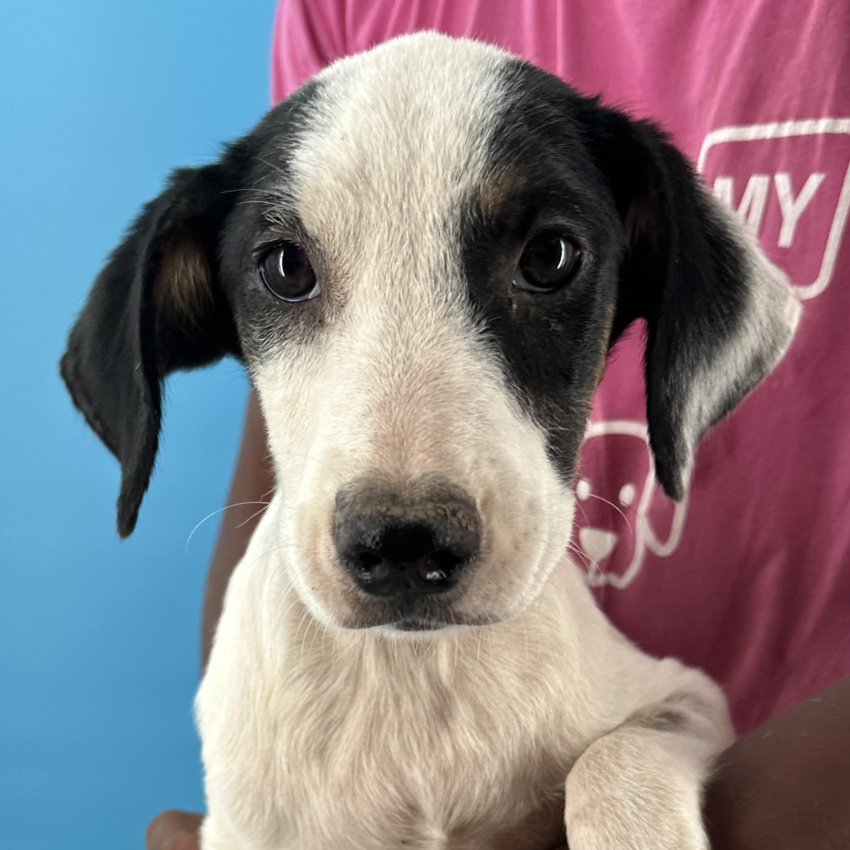 Otto - Local October 9-11, Adoptable, Puppy Male Rat Terrier.