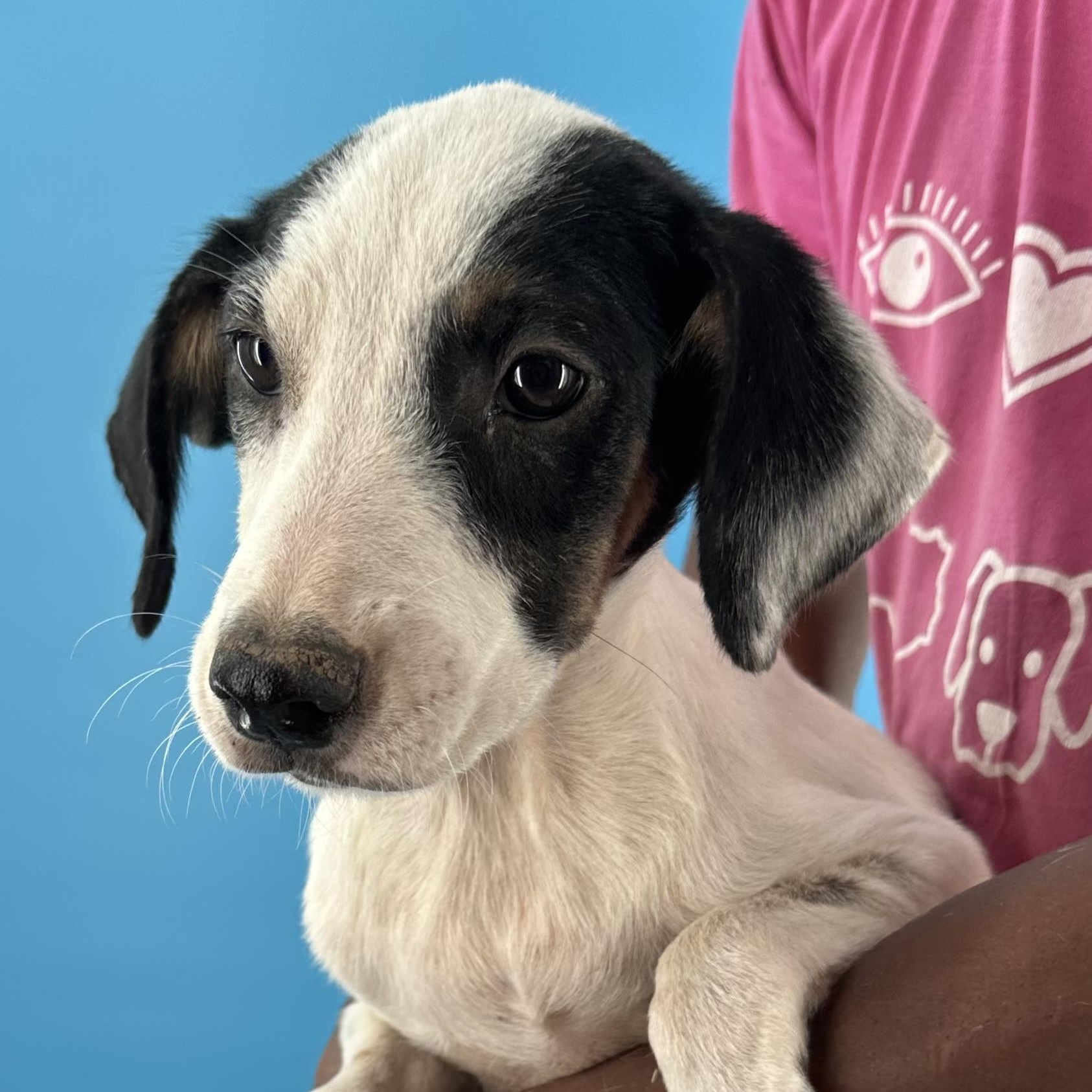 Enlarge Otto - Local October 9-11, a Adoptable mixed breed in Beaverton , OR image 2/6