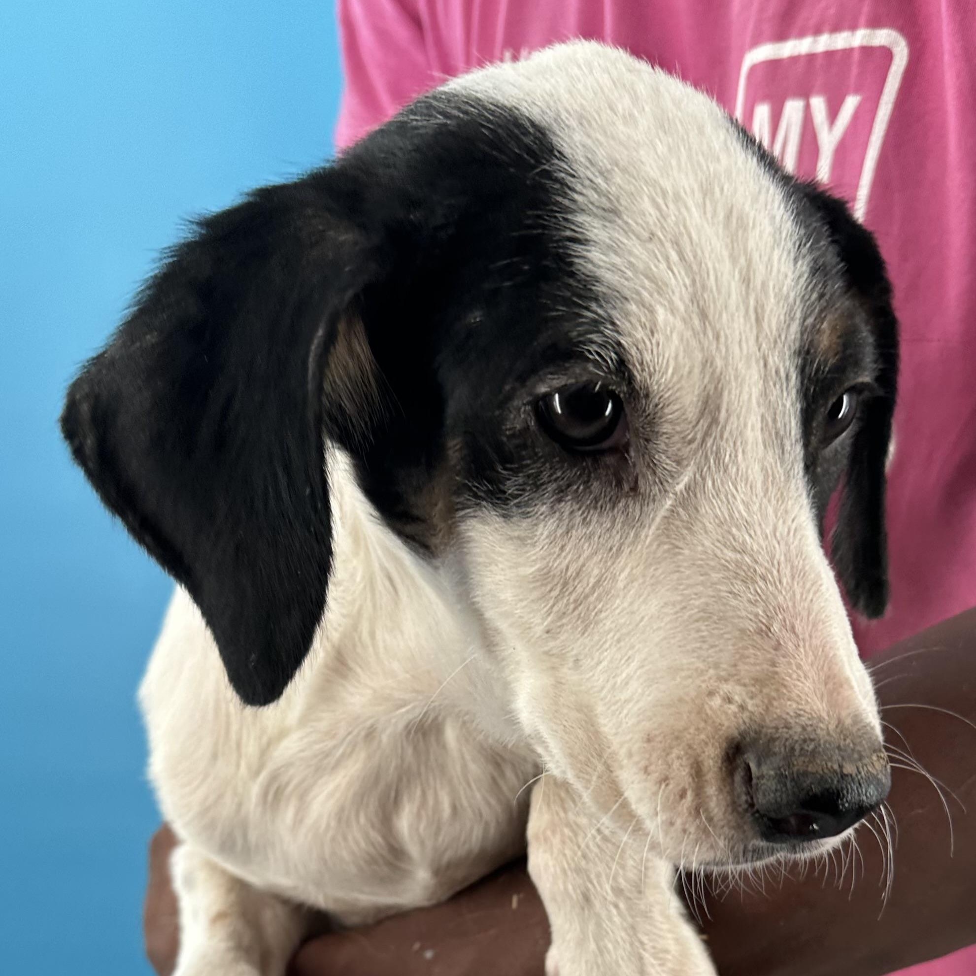 Enlarge Otto - Local October 9-11, a Adoptable mixed breed in Beaverton , OR image 4/6