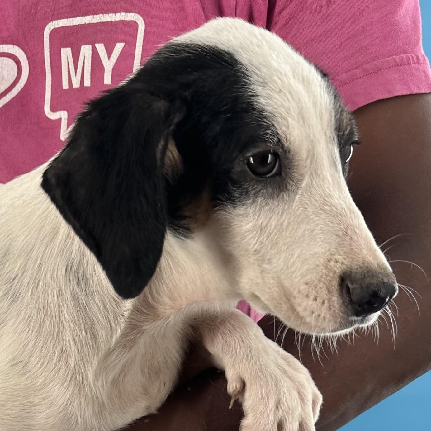 Enlarge Otto - Local October 9-11, a Adoptable mixed breed in Beaverton , OR image 6/6