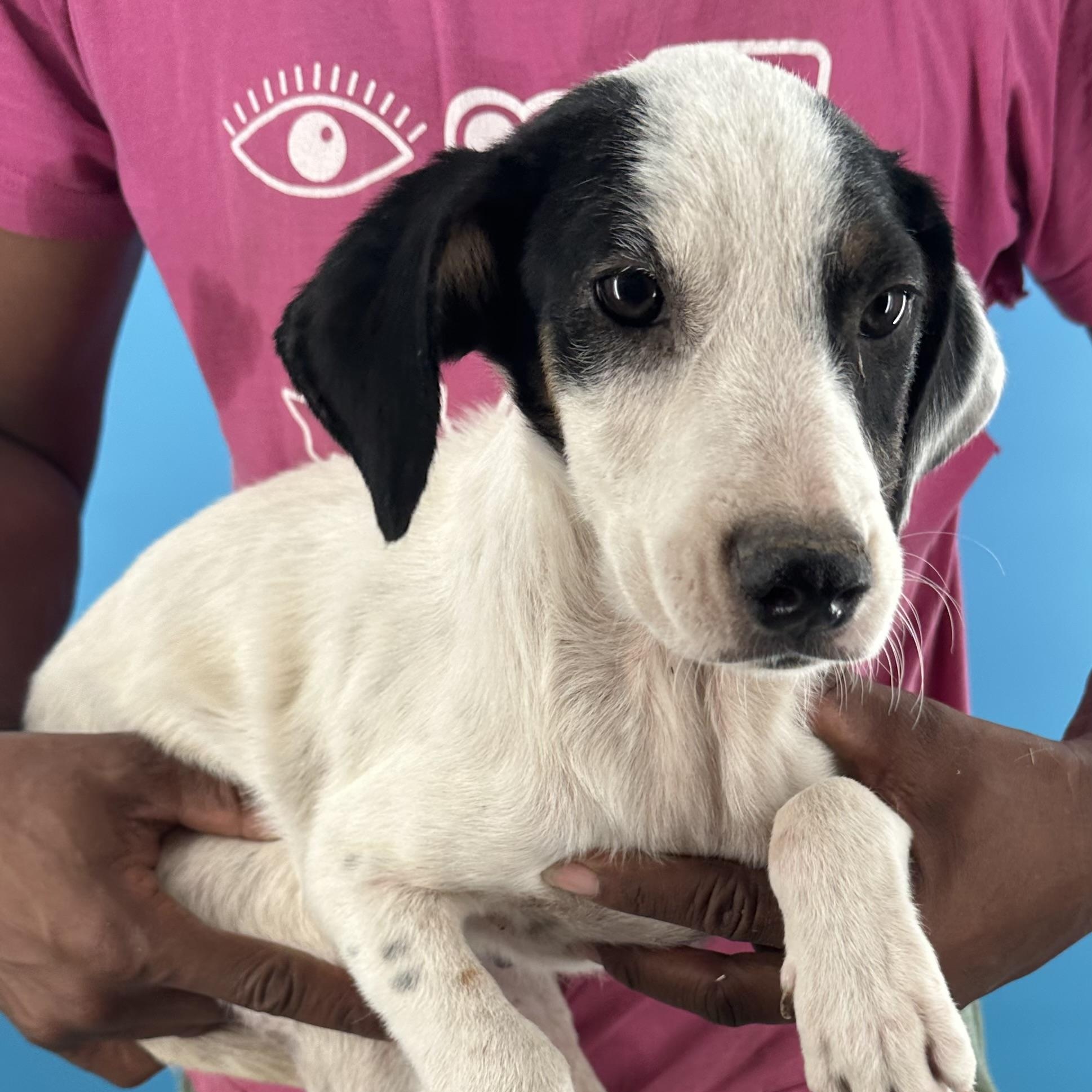 Enlarge Otto - Local October 9-11, a Adoptable mixed breed in Beaverton , OR image 3/6