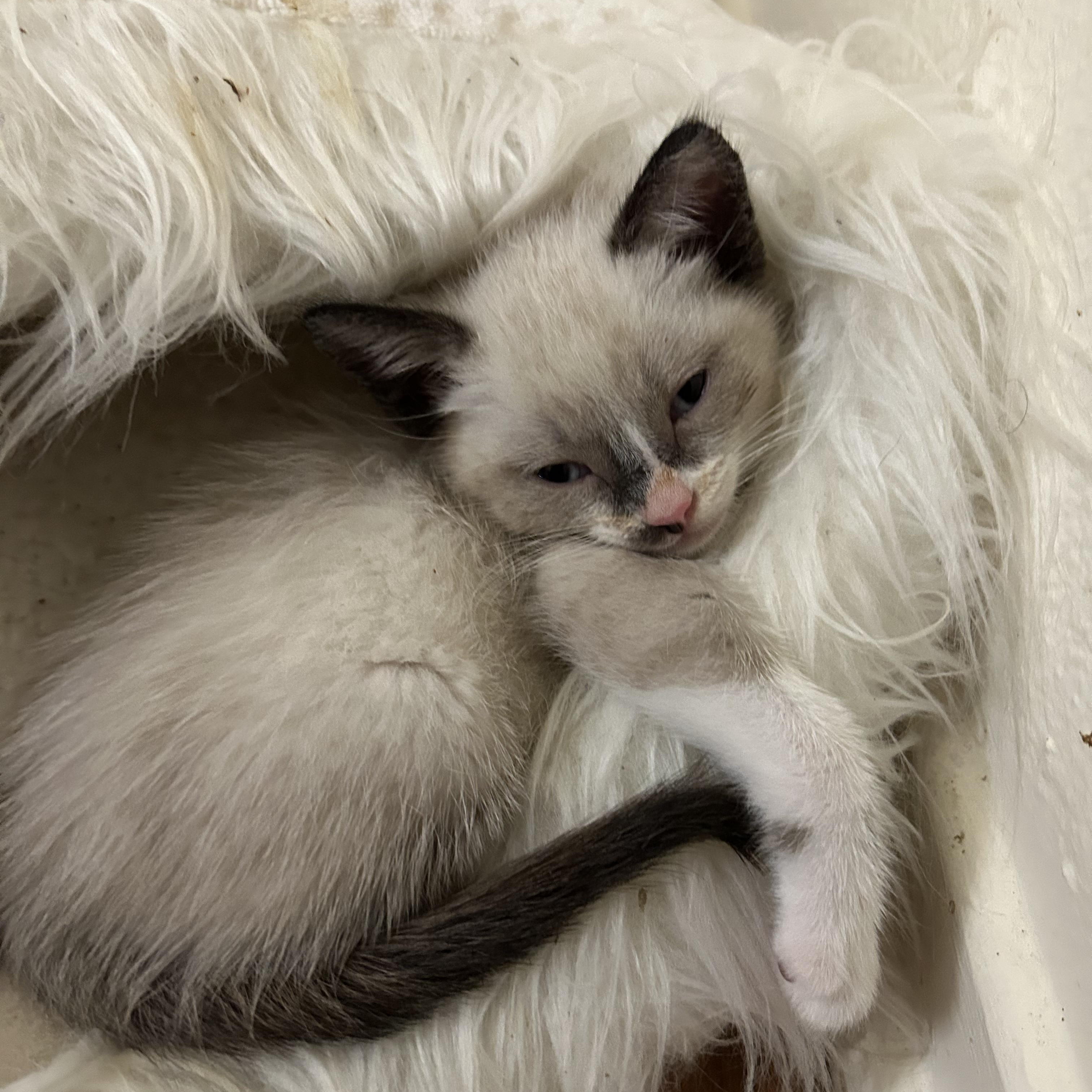 Tony Pepperoni , adopted, Kitten Male Snowshoe & Domestic Short Hair.