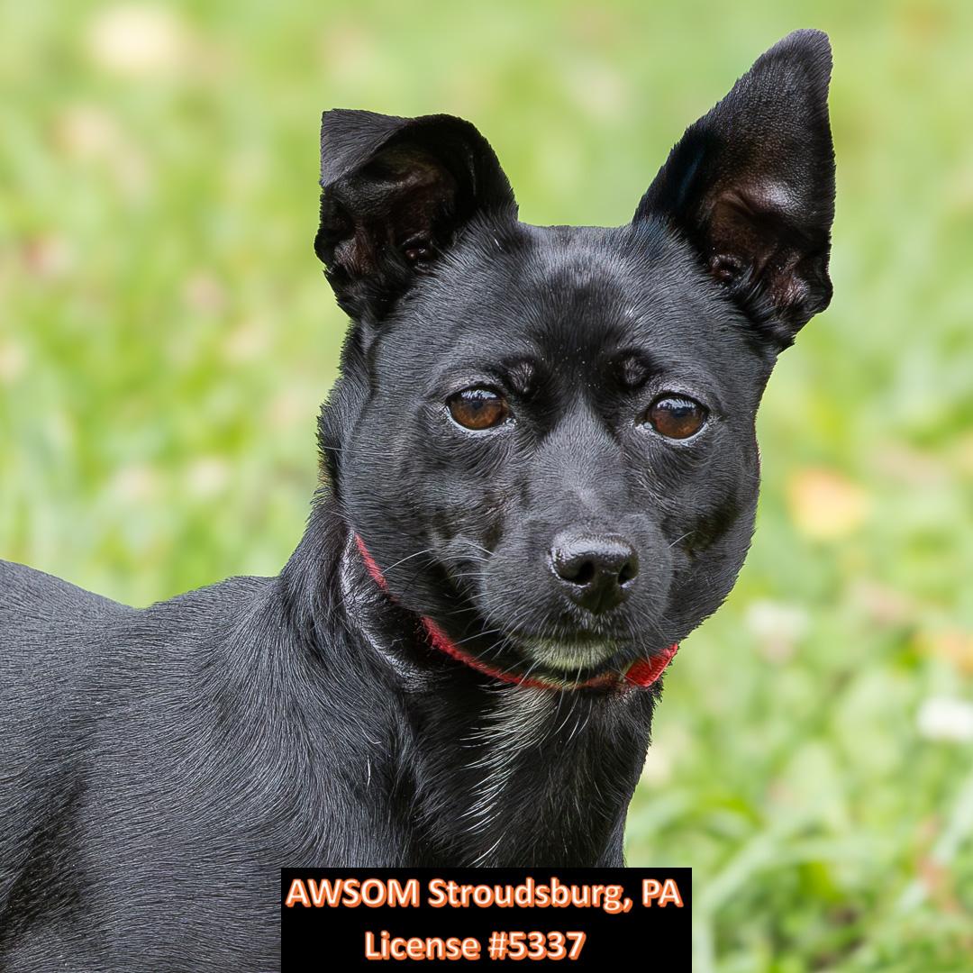 Enlarge Ellie, a Adopted mixed breed in Stroudsburg, PA image 2/2