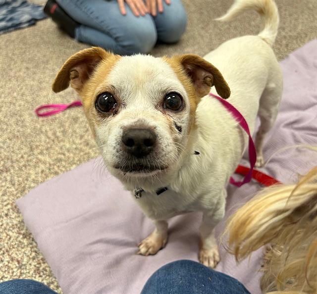 MYLES, Adoptable, Adult Male Chihuahua.
