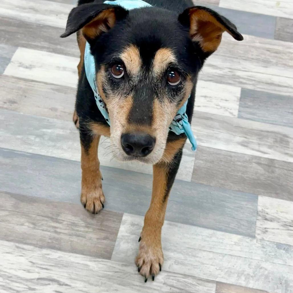 Sarge, Adoptable, Senior Male Mixed Breed.