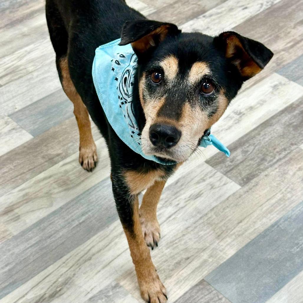 Enlarge Sarge, a Adoptable Mixed Breed in Lufkin, TX image 2/4