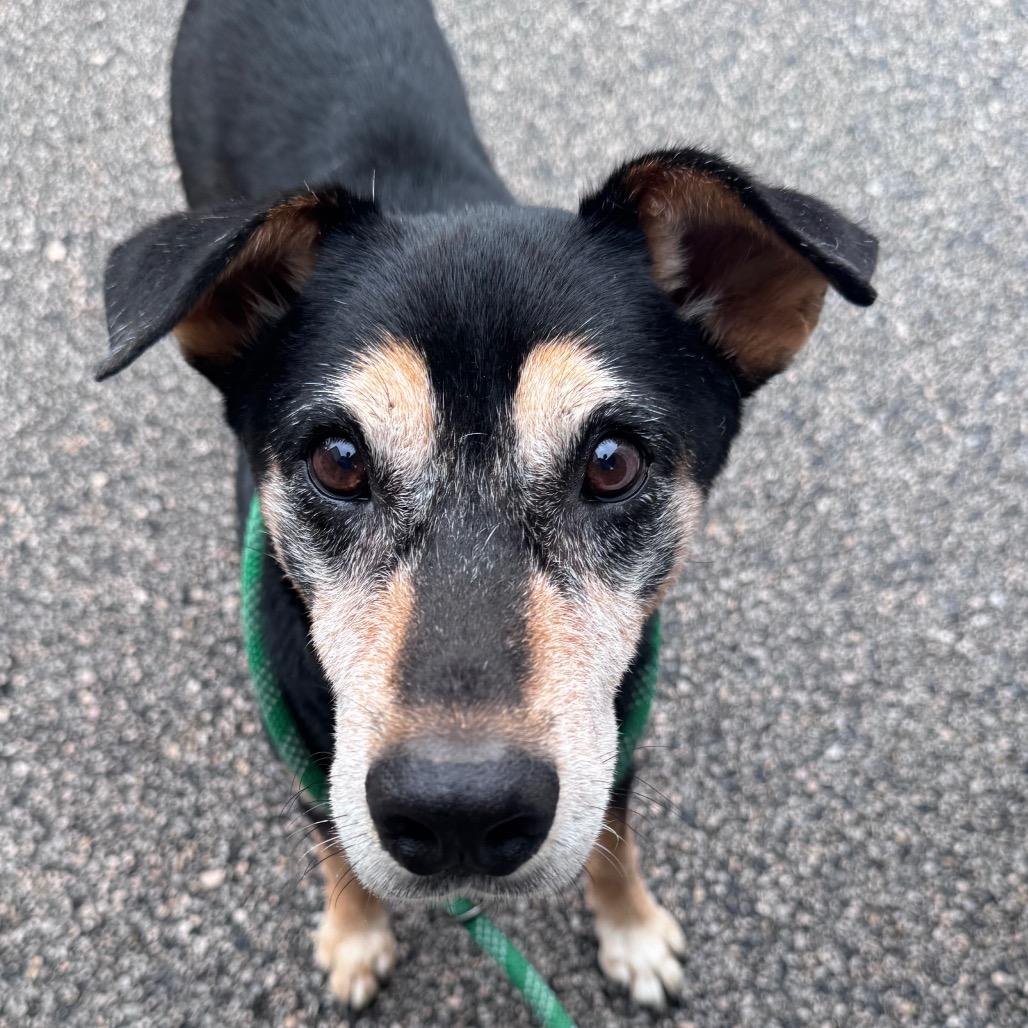 Enlarge Sarge, a Adoptable Mixed Breed in Lufkin, TX image 3/4