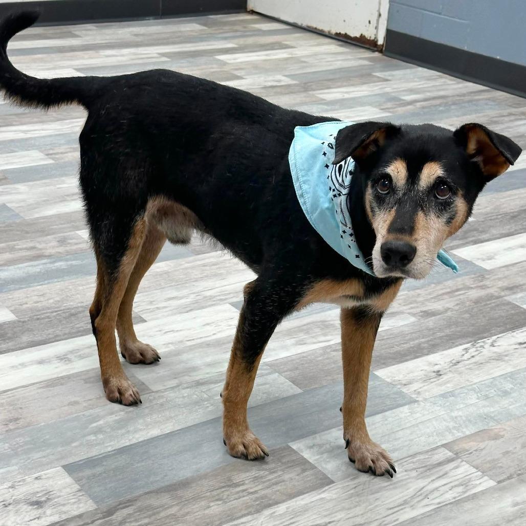 Enlarge Sarge, a Adoptable Mixed Breed in Lufkin, TX image 4/4
