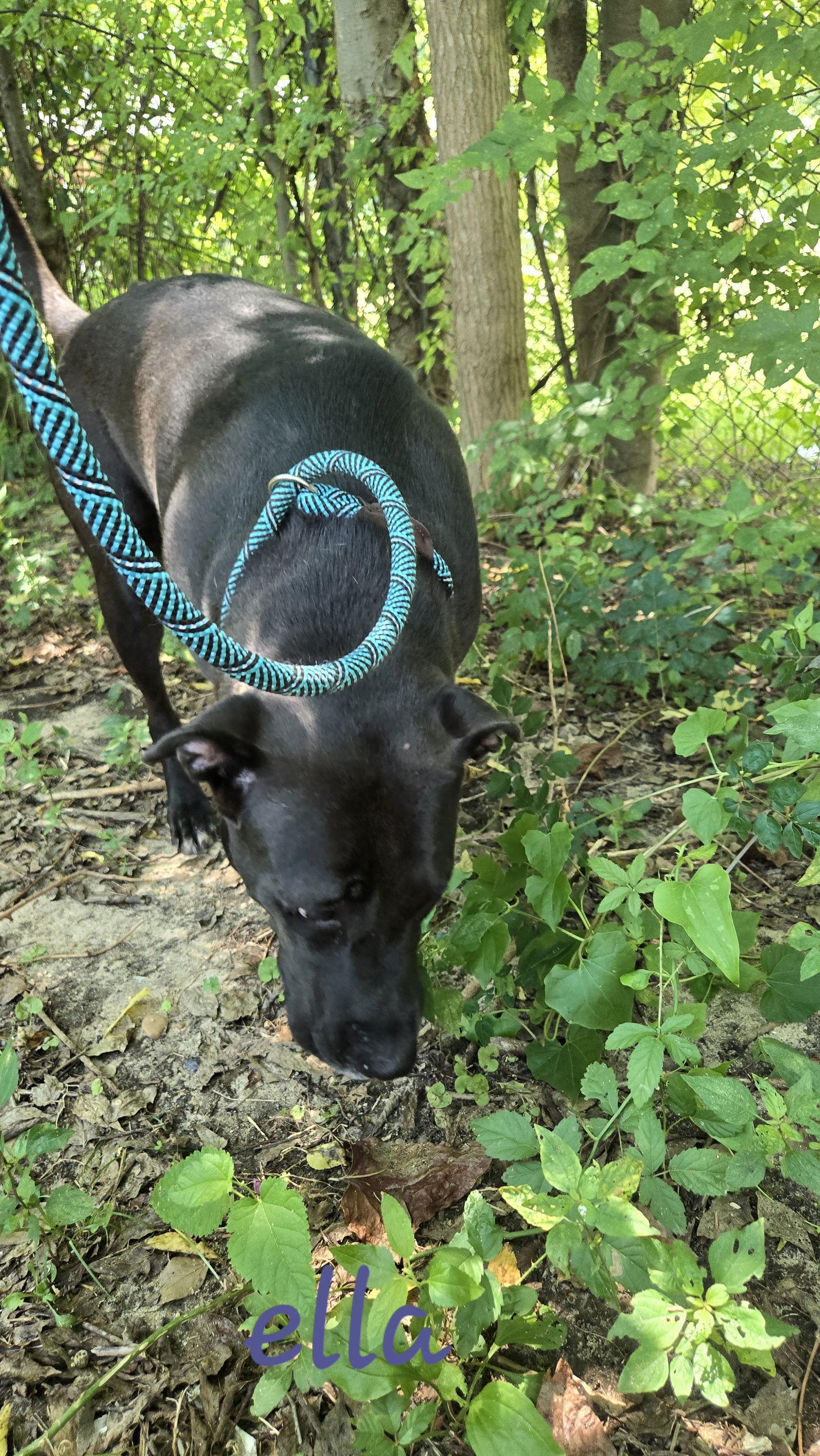 Ella — thumbnail 2