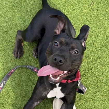 Minnie, Adoptable, Adult Female Pit Bull Terrier & Mixed Breed.