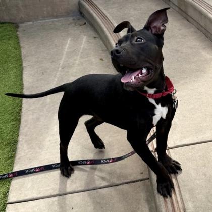 Minnie, a Adoptable mixed breed in San Francisco, CA image 2/3