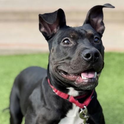 Minnie, a Adoptable mixed breed in San Francisco, CA image 3/3