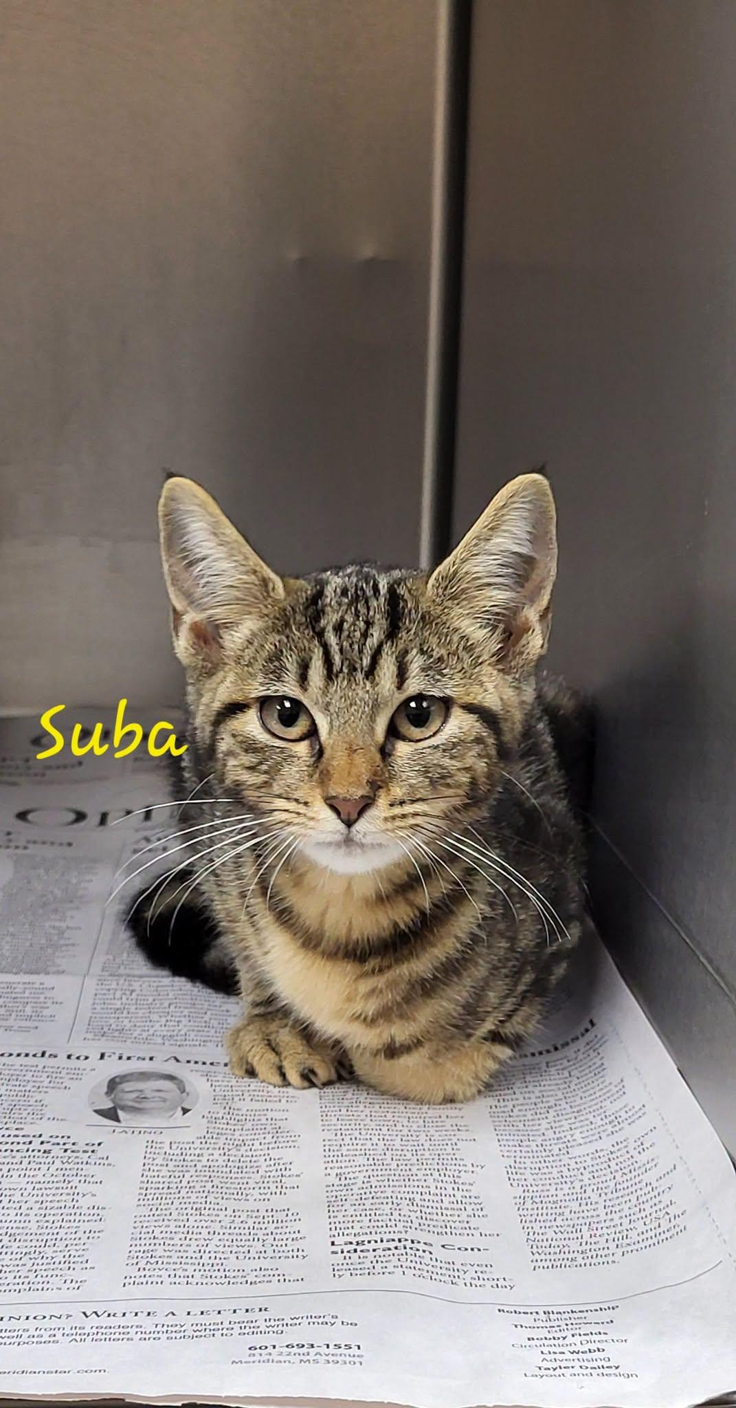 Suba, adopted, Kitten Female Domestic Short Hair.